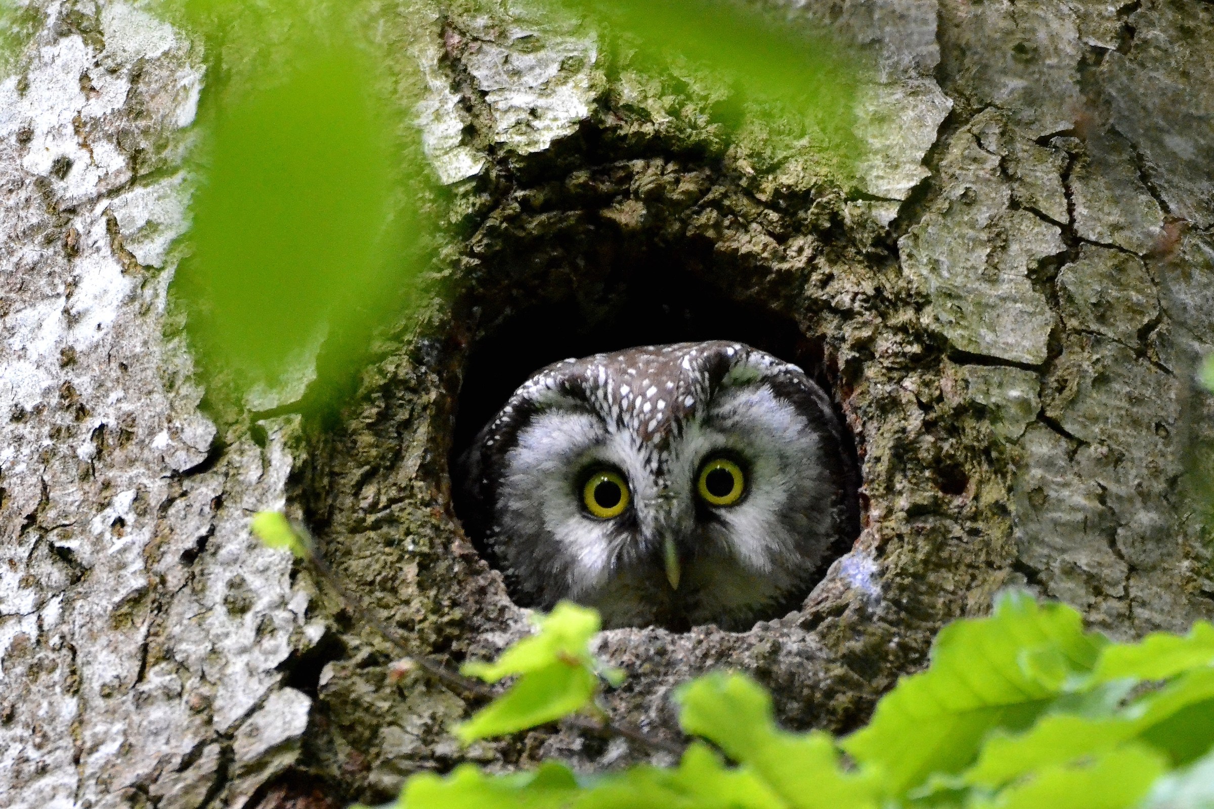 capogrosso sbalordita