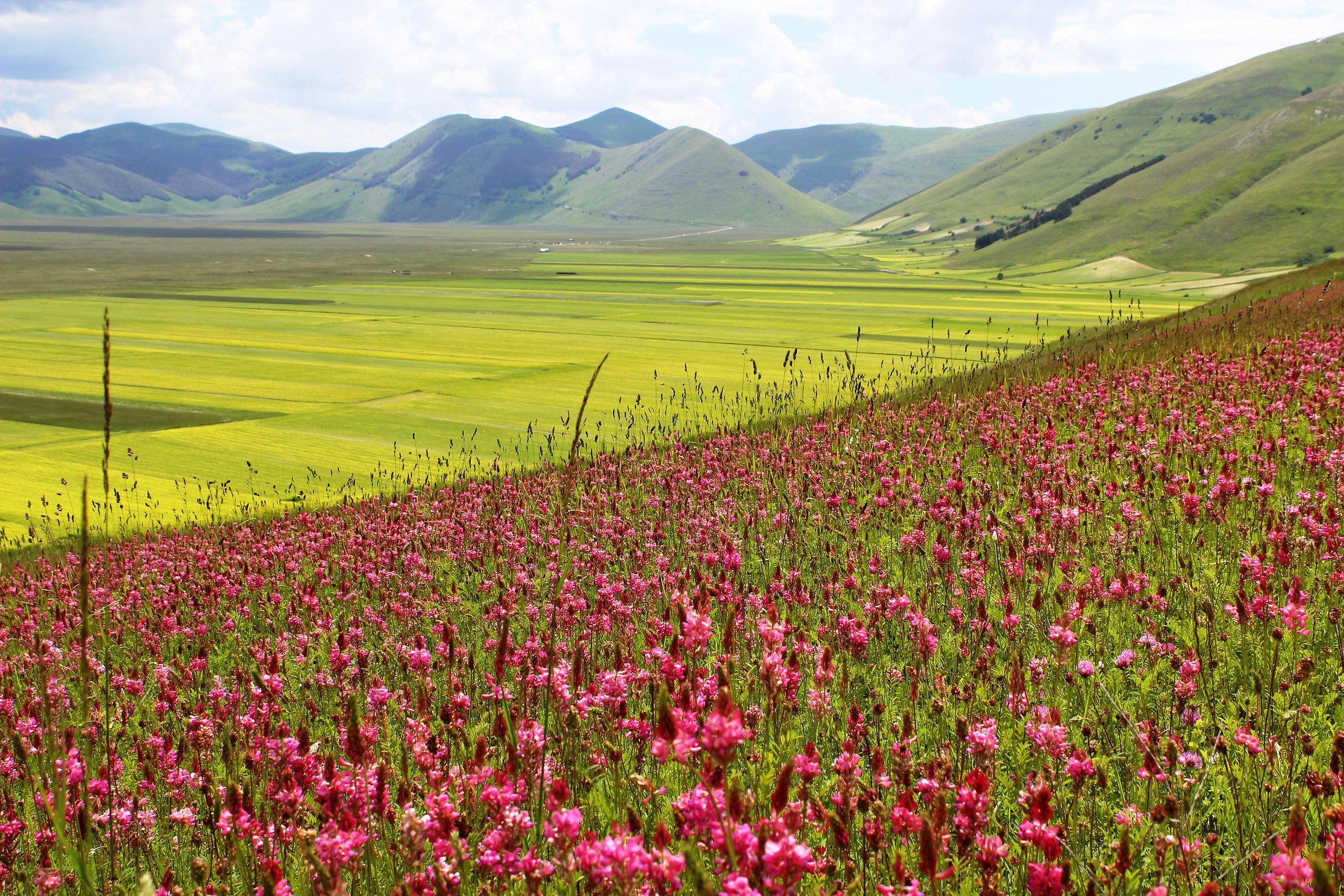 New colors in Castelluccio