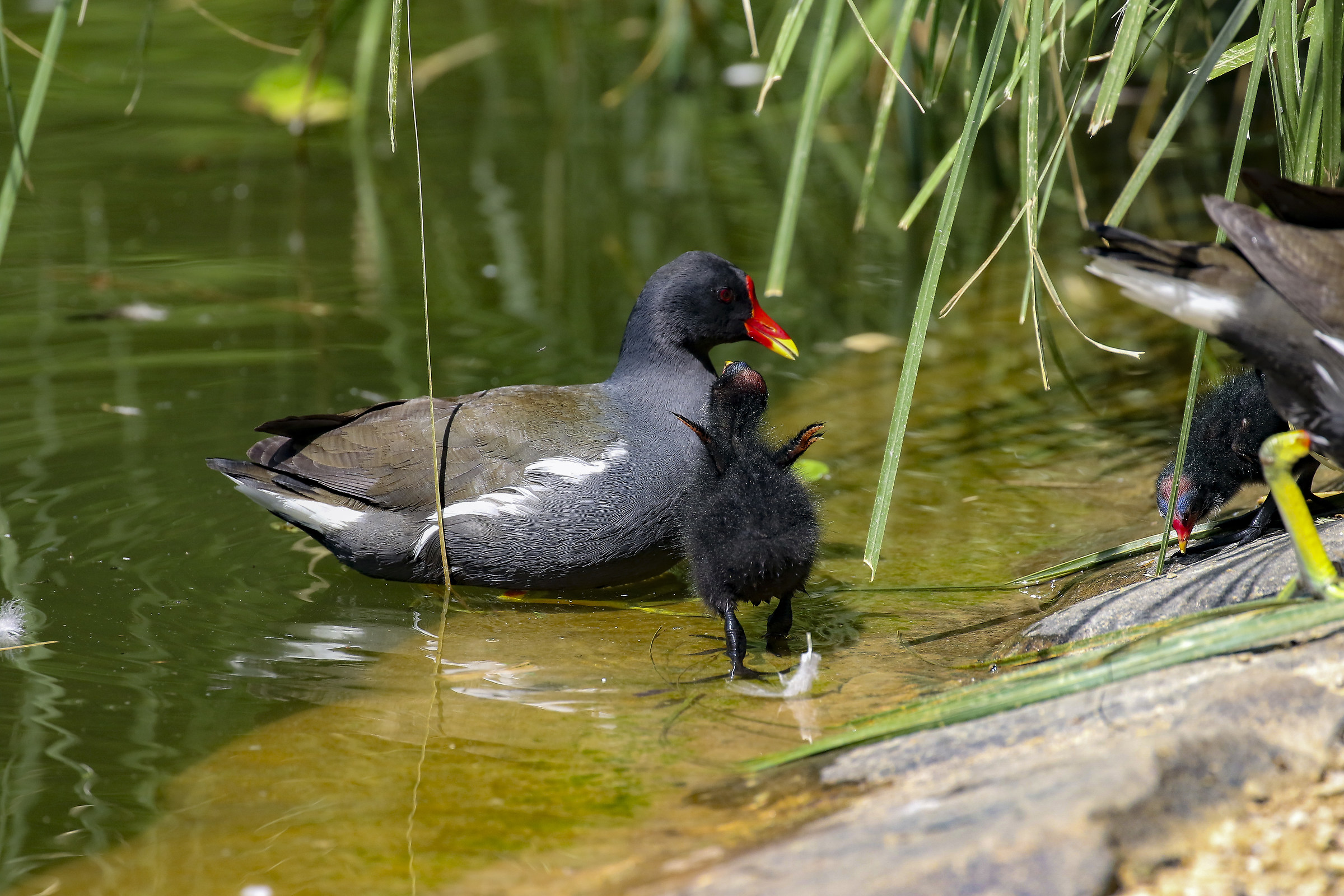 Moorhen
