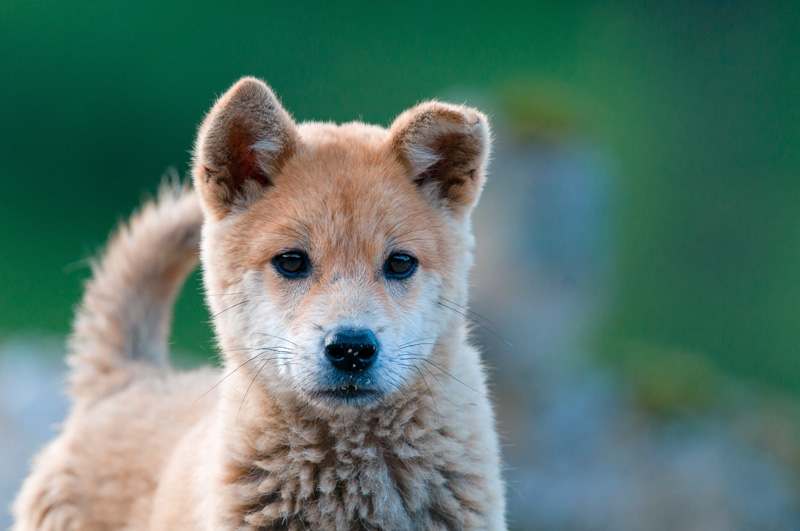 Cane Giovane in the Wild