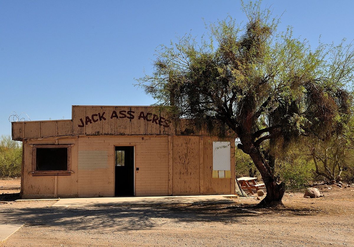 Arizona Saguaro park