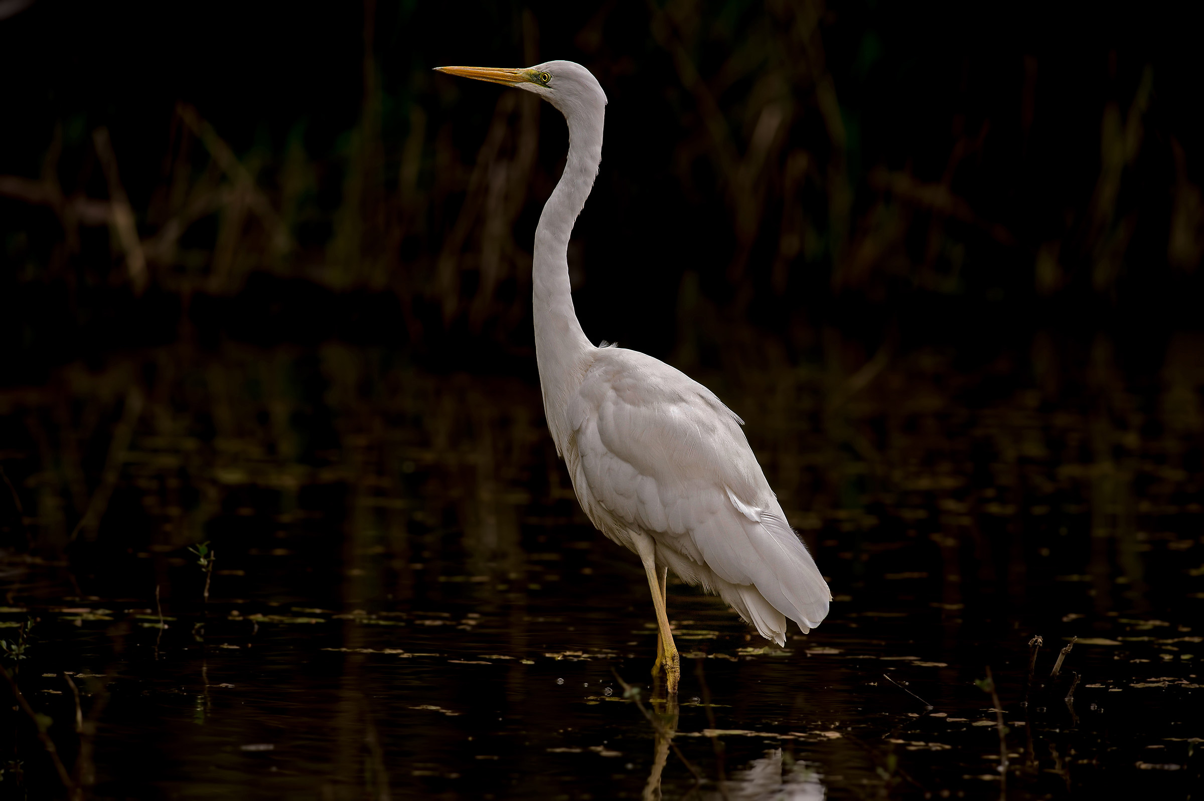 airone bianco maggiore