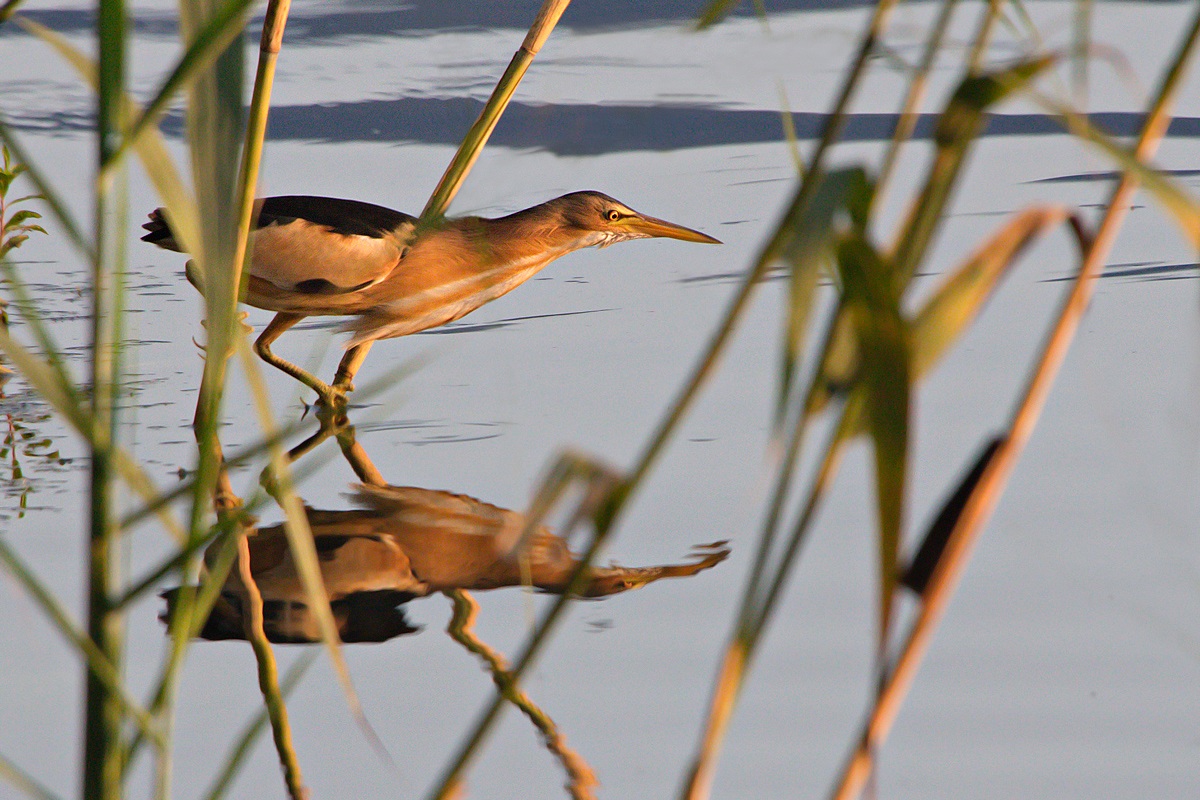 tarabusino (Ixobrychus minutus)