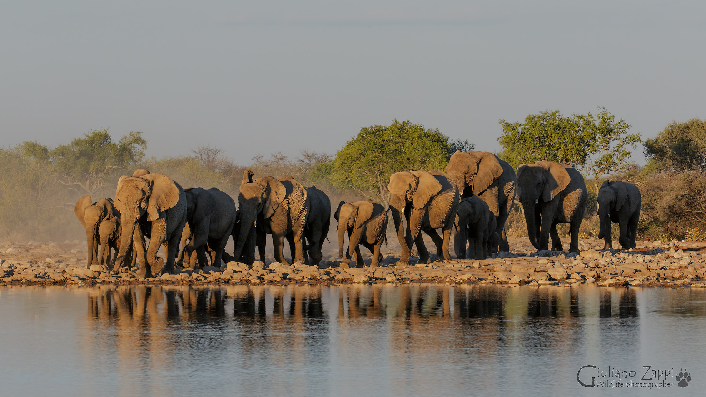 La via degli elefanti