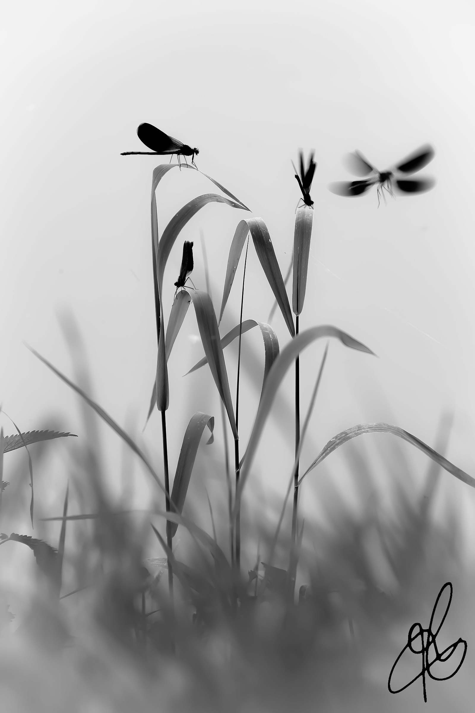 Oasis of dragonflies