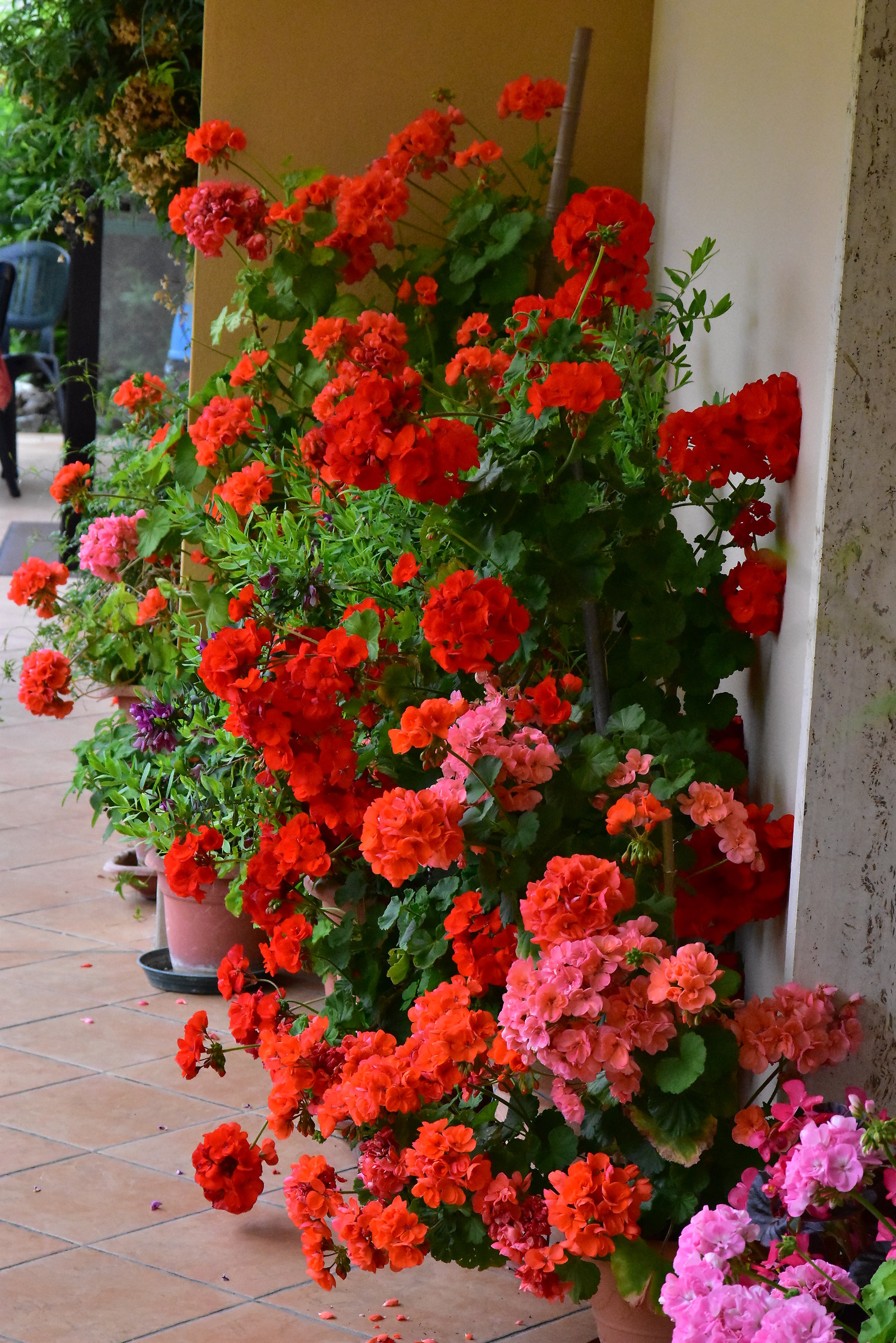 geraniums in cespulio