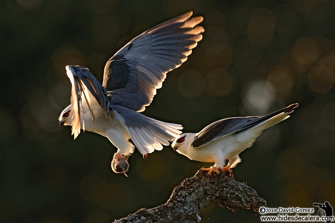 Copie di Nibbio Bianco