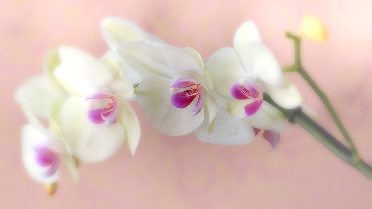 orchids