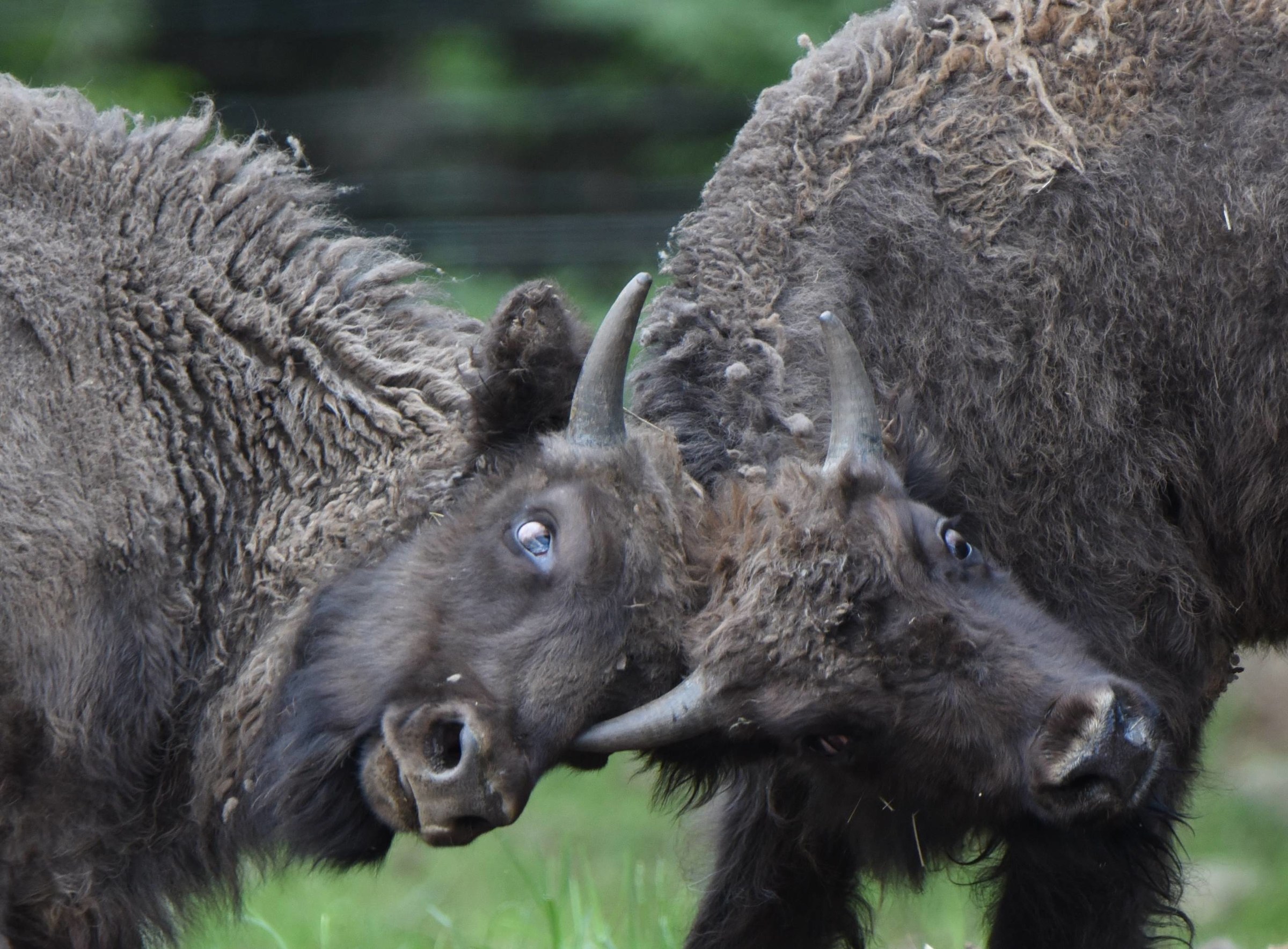 Litigare come delle furie per una carota