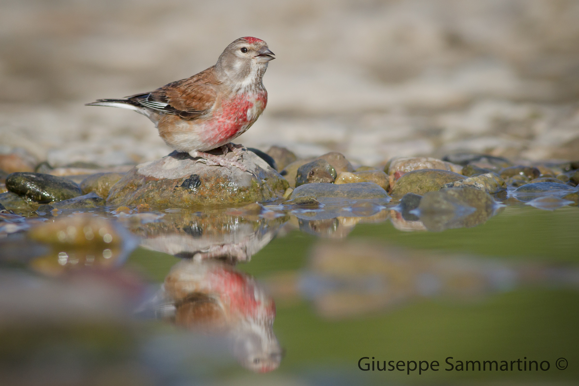 Linnet