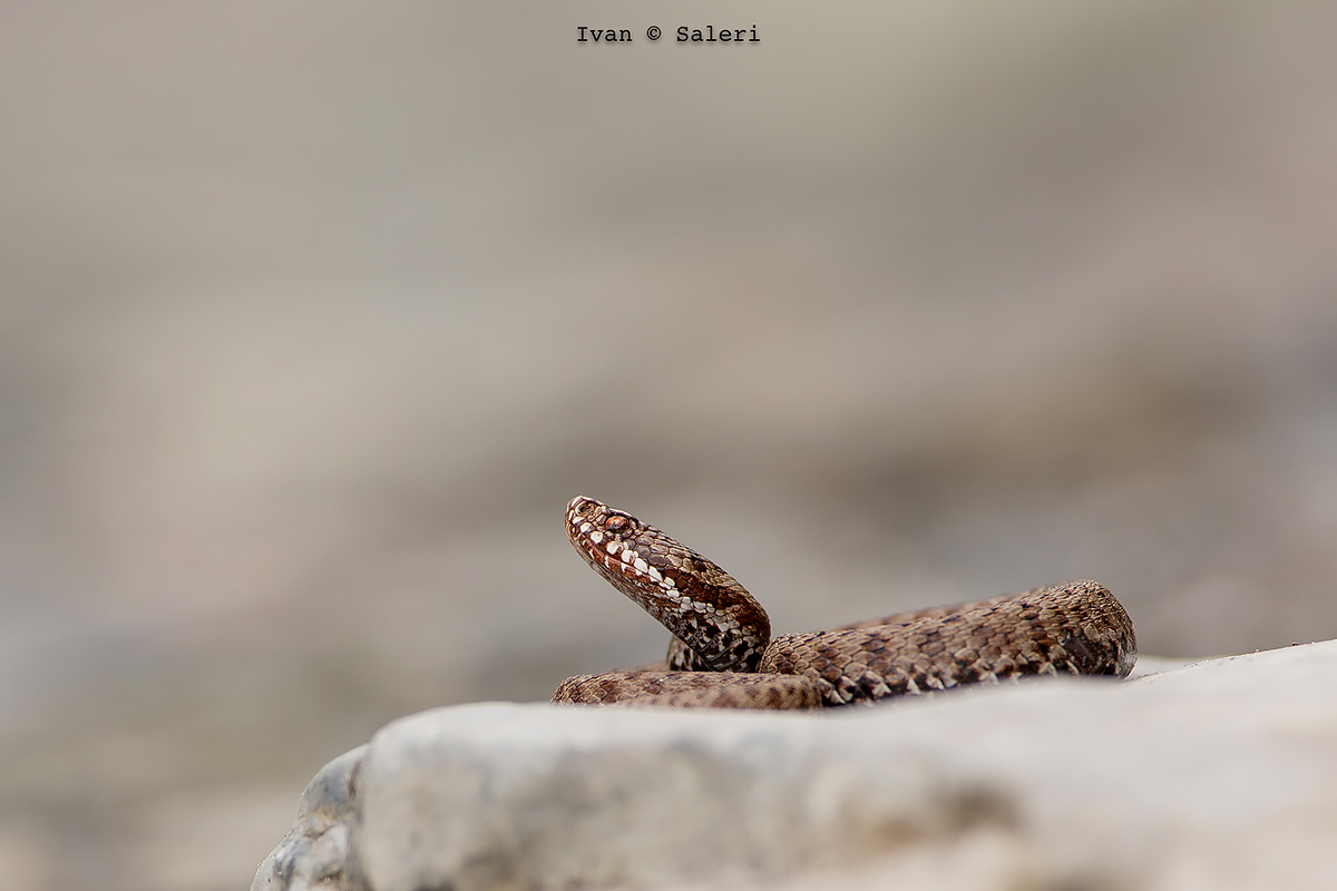 Vipera Berus