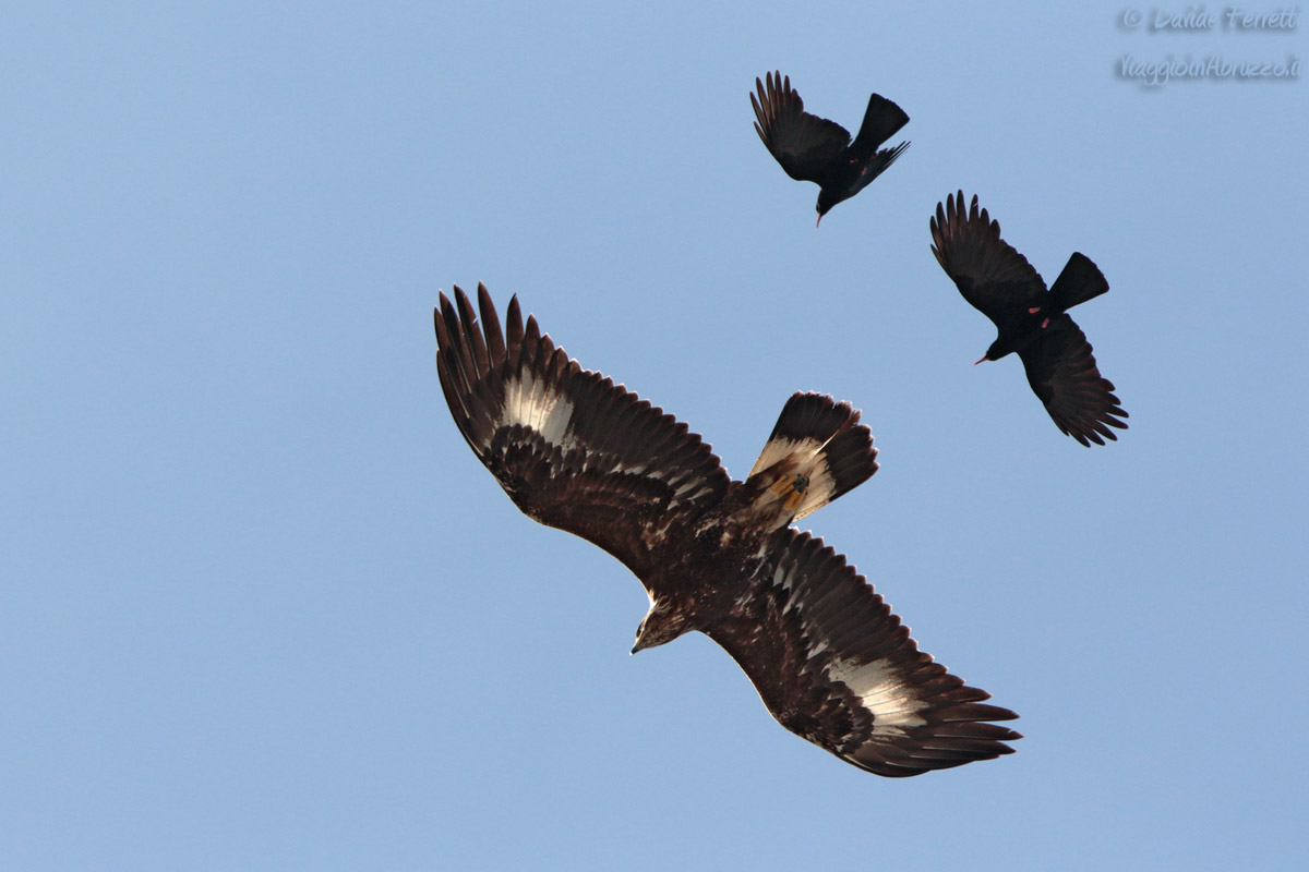 The queen and small daily hassles