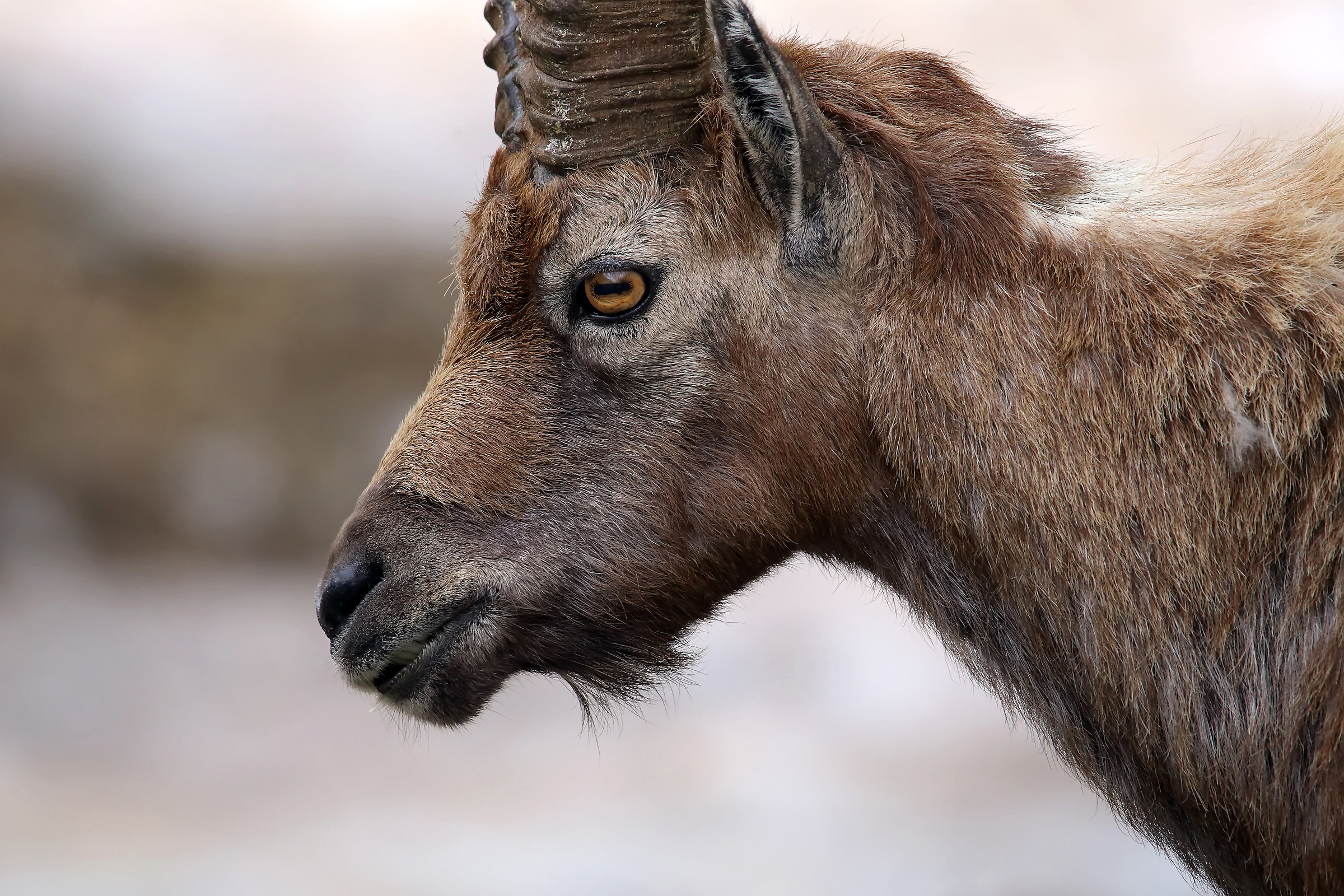 Portrait of ibex