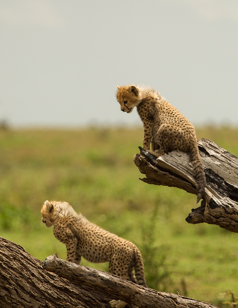 cheetah cubs