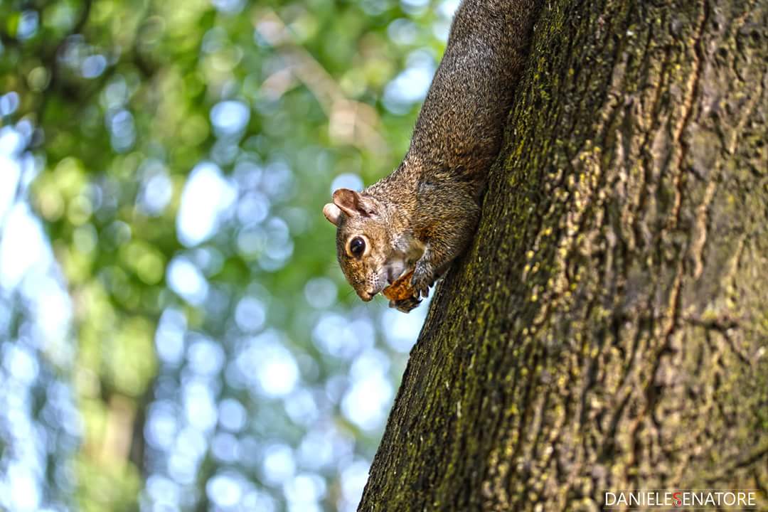 scoiattolo