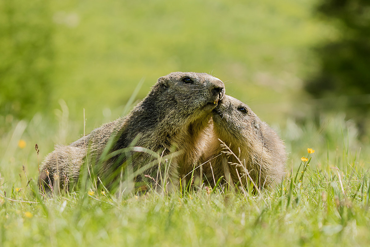 "Mamma...bacio.." -Marmotte-