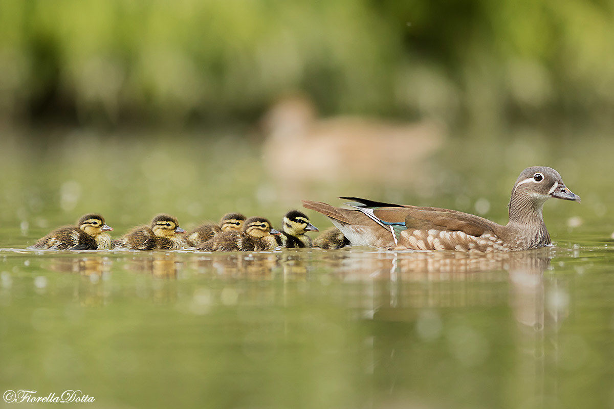 -Mandarina con pulli-