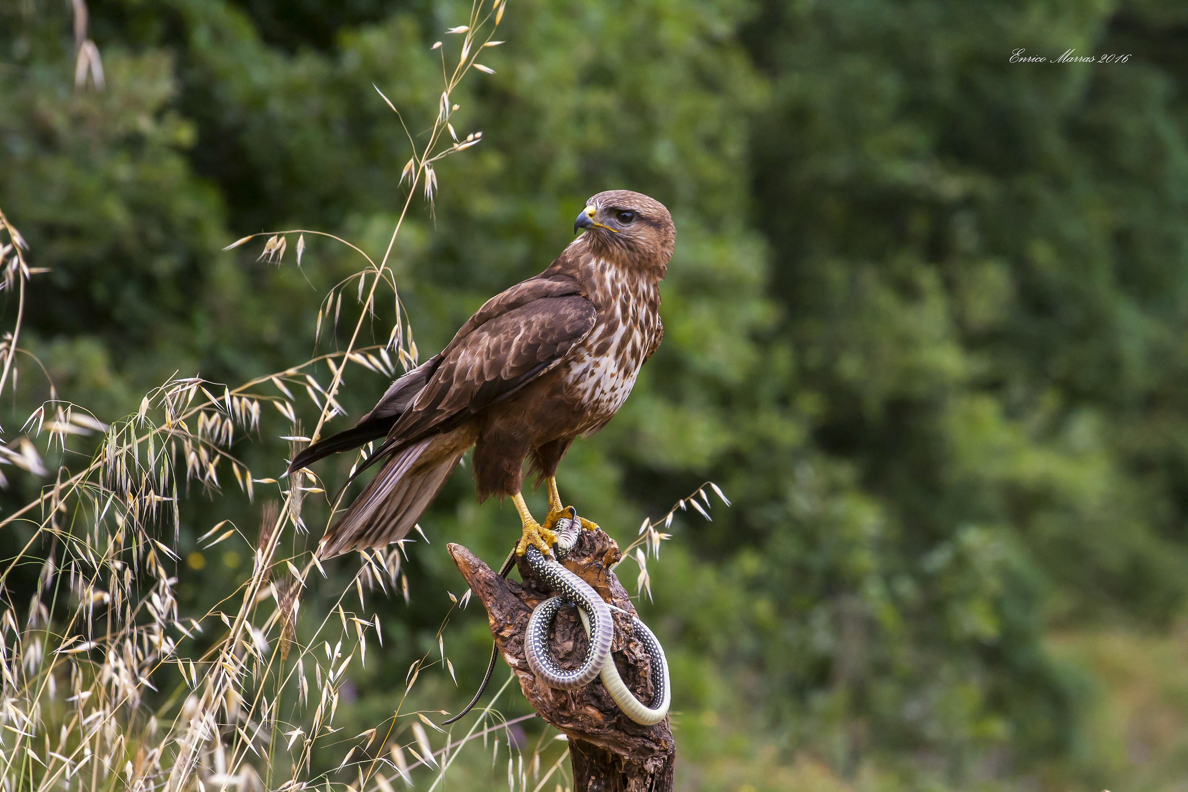 Buteo buteo arrigonii