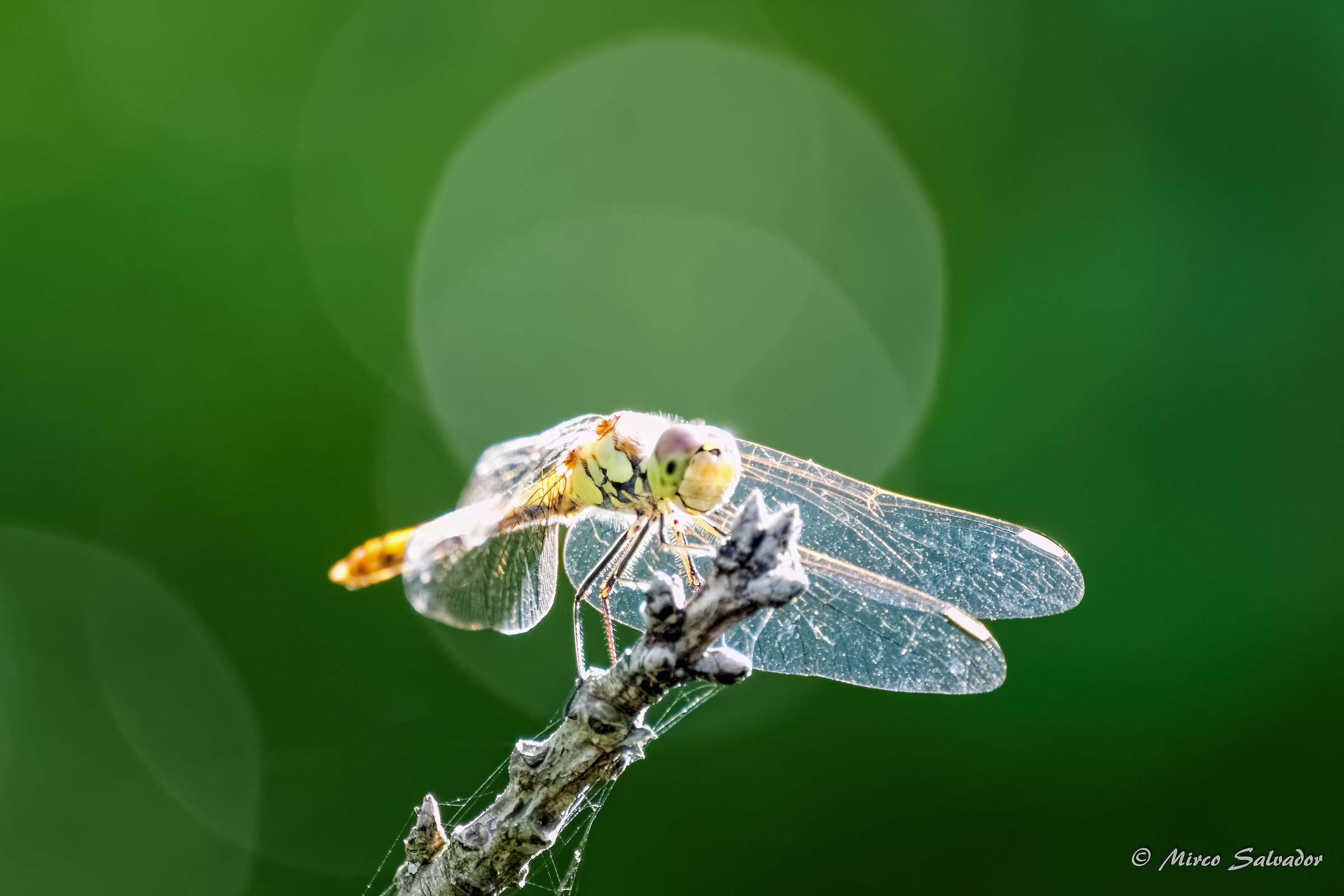 Dragonfly Divine