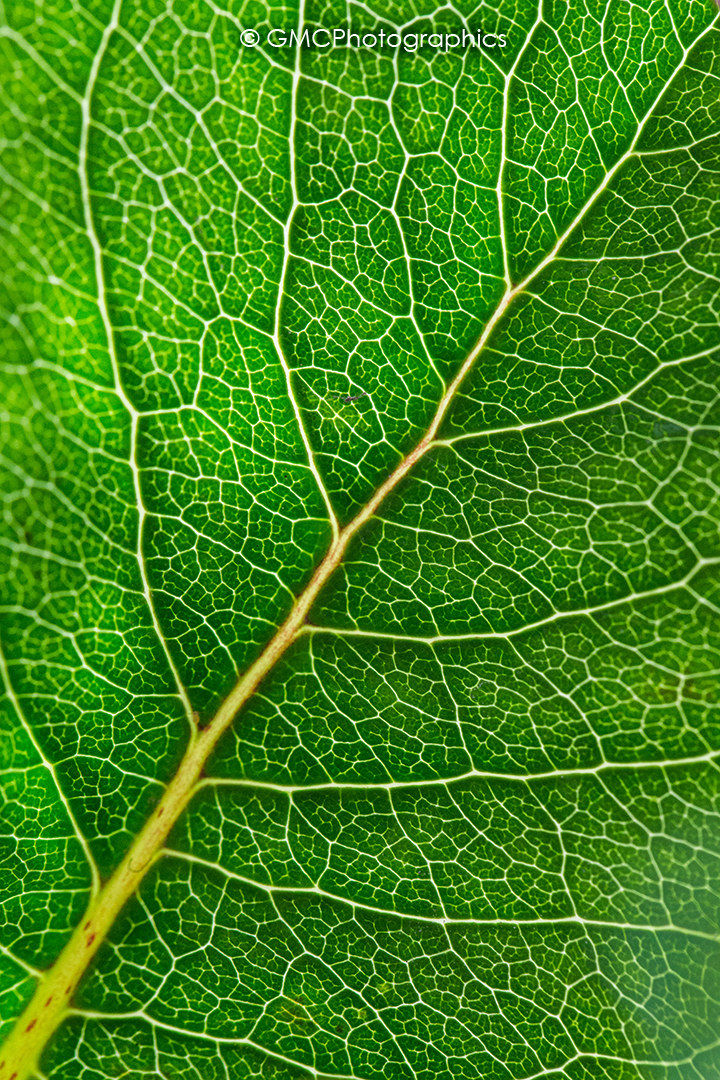 Green Leaf