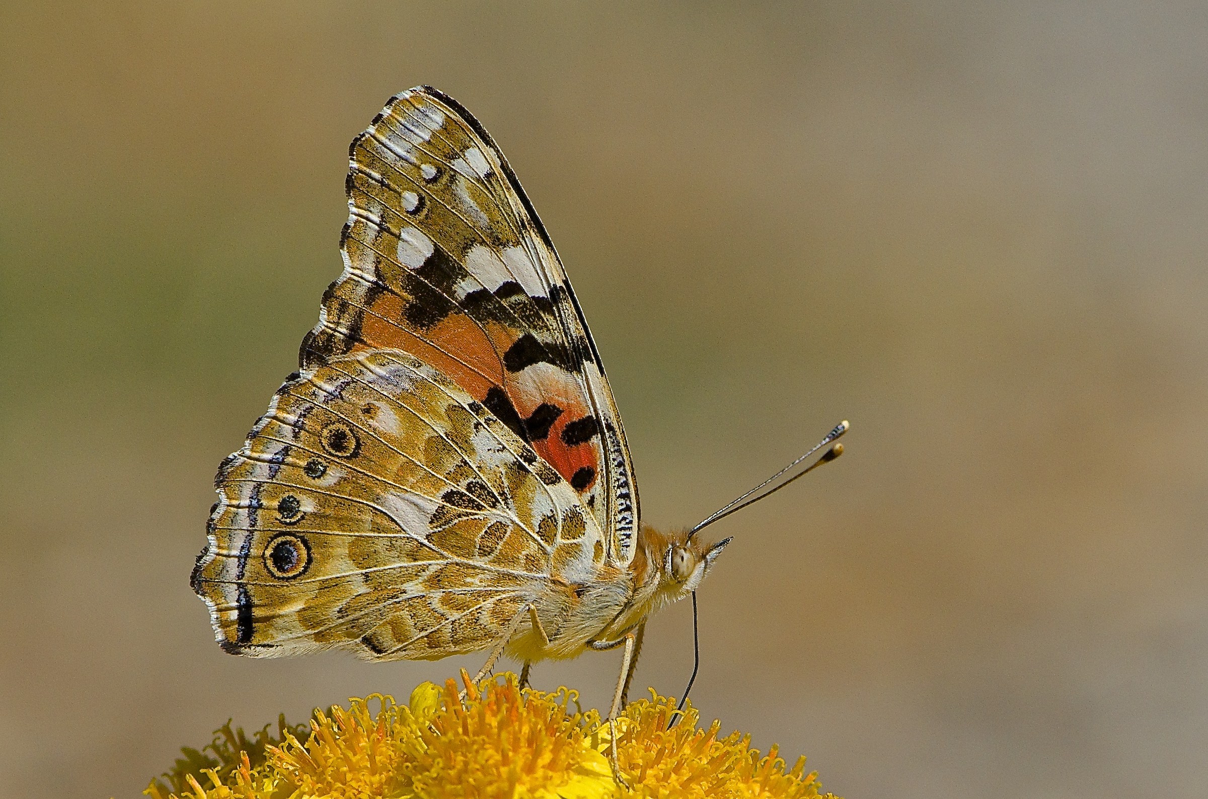Vanessa cardui