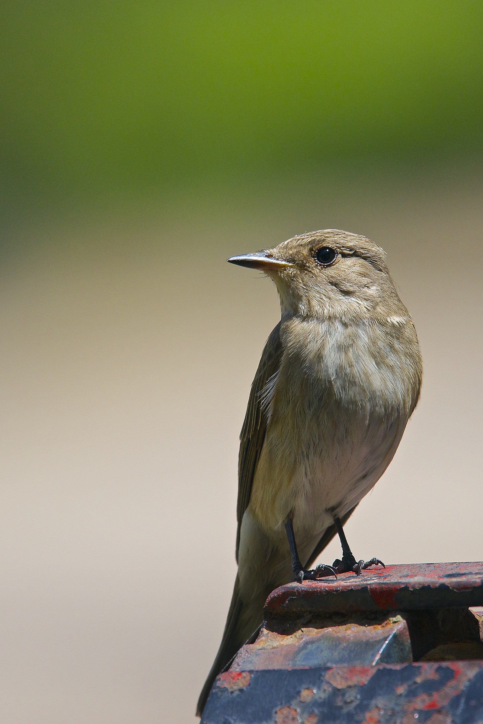 Pigliamosche al parco