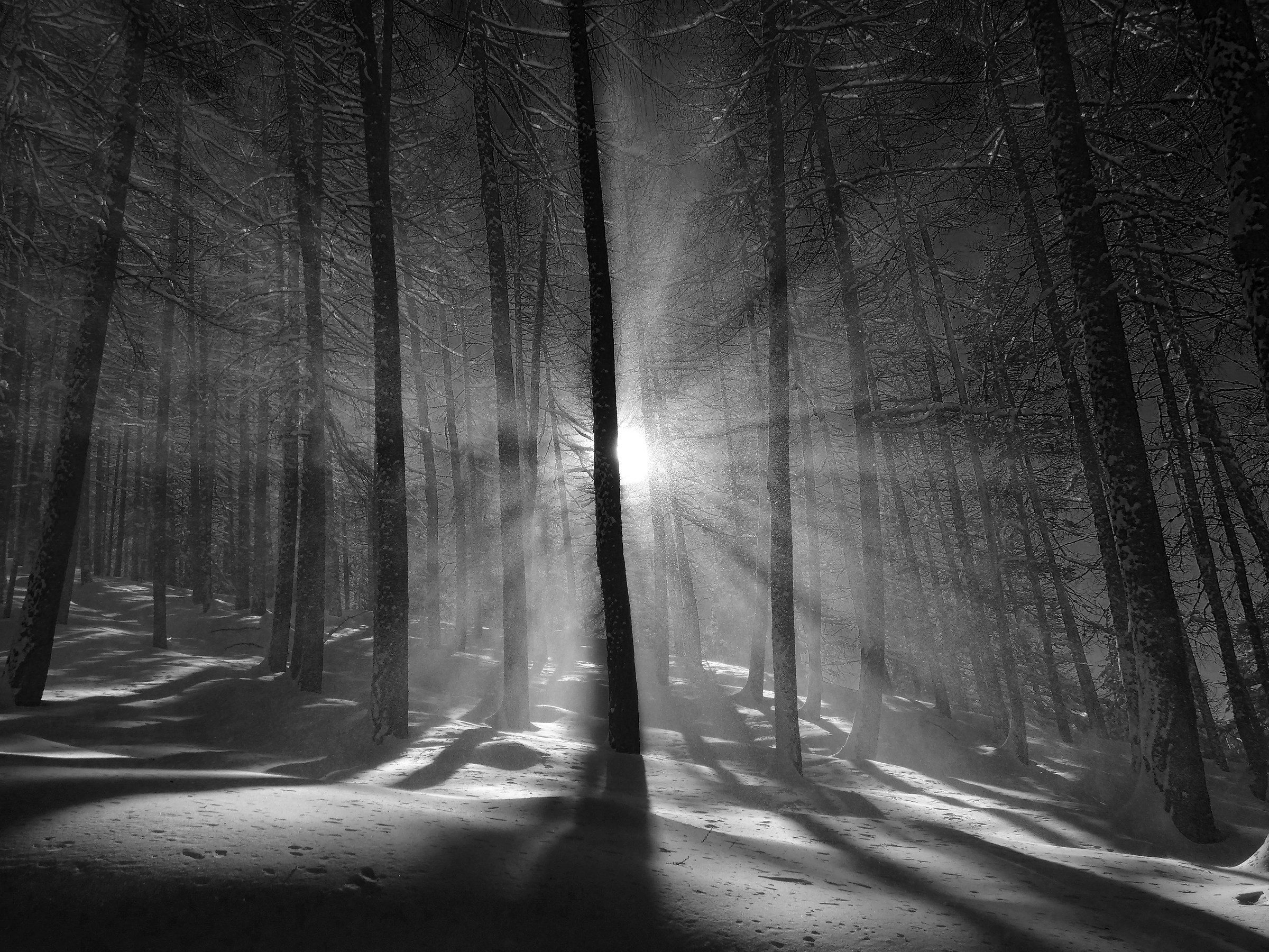 The magic of the forest