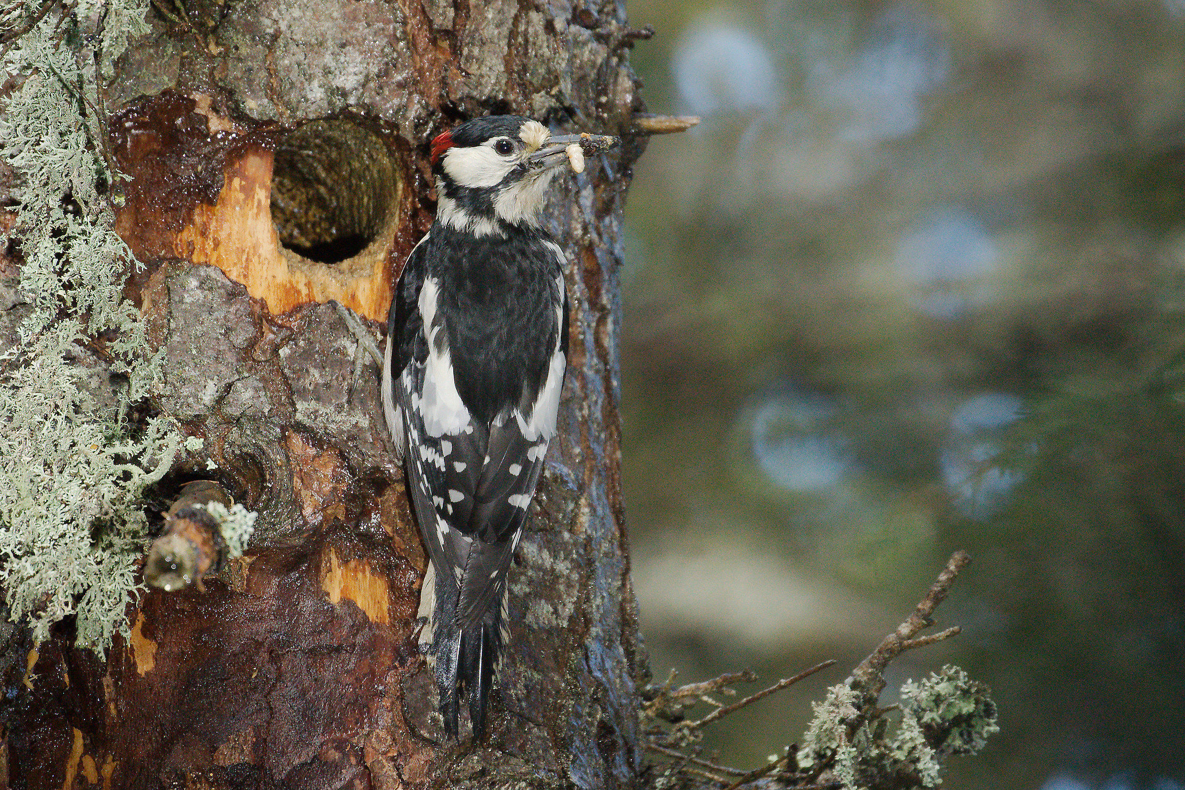 great spotted woodpecker