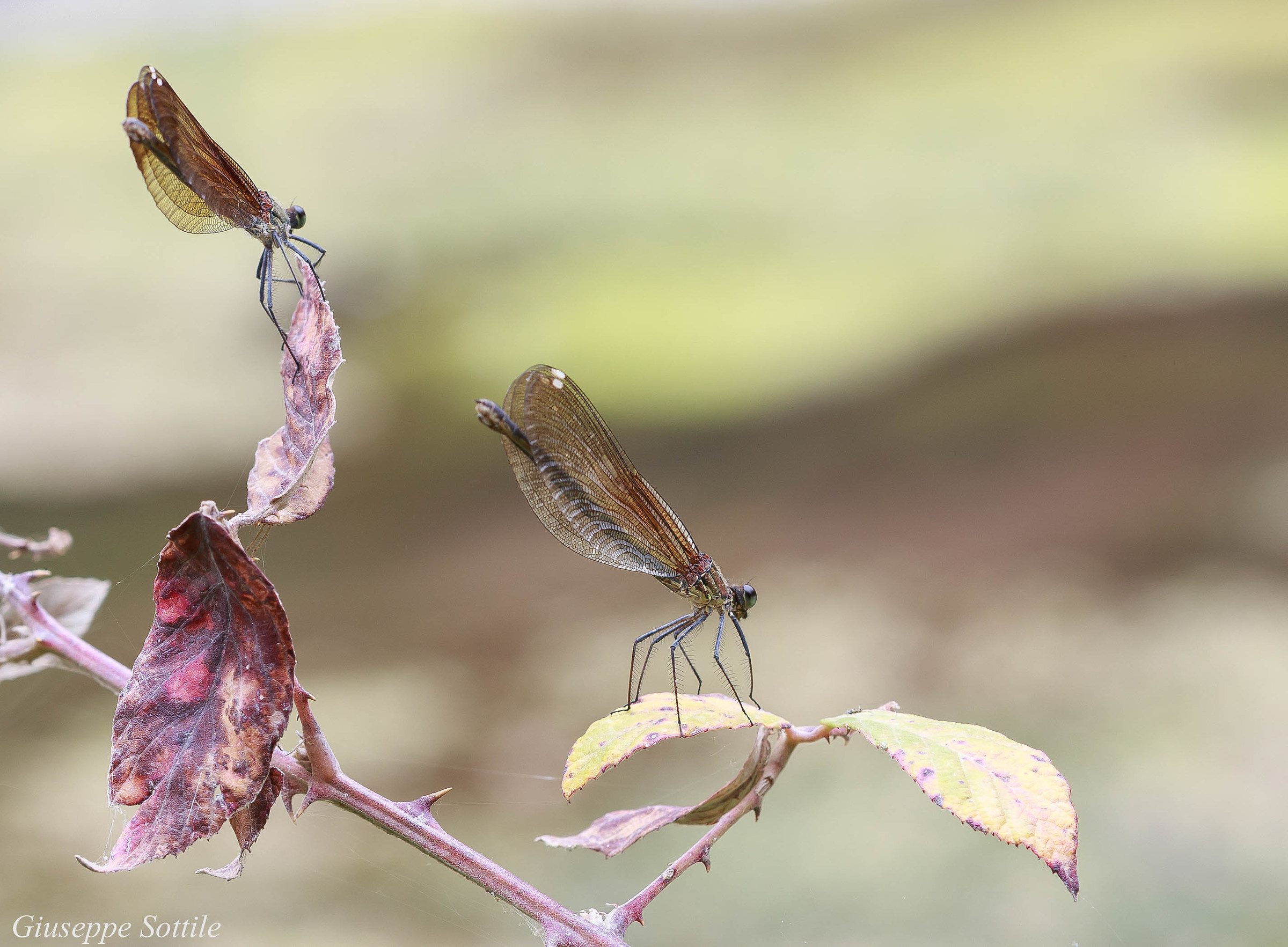 Couple of dragonflies