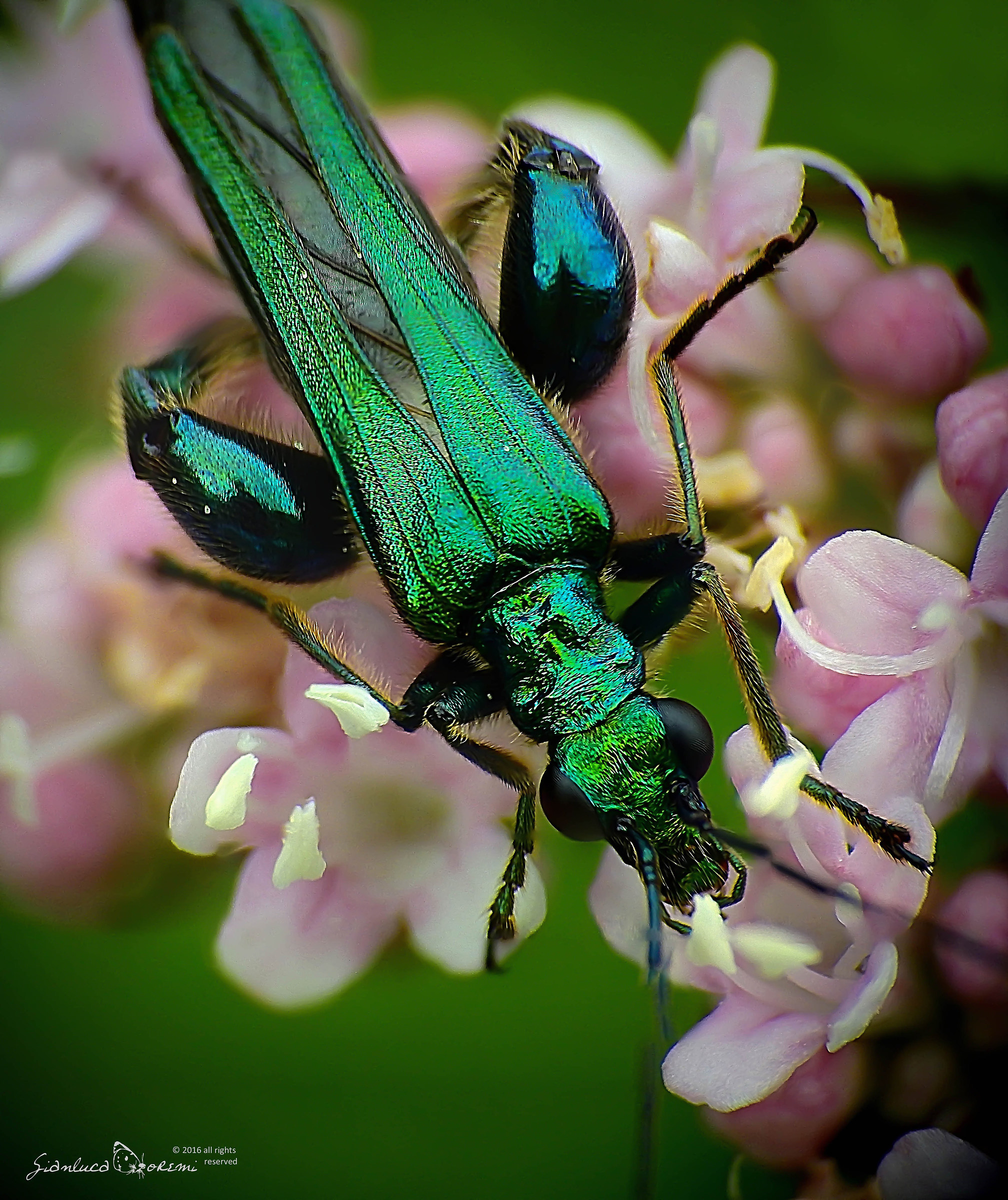Oedemera nobilis?