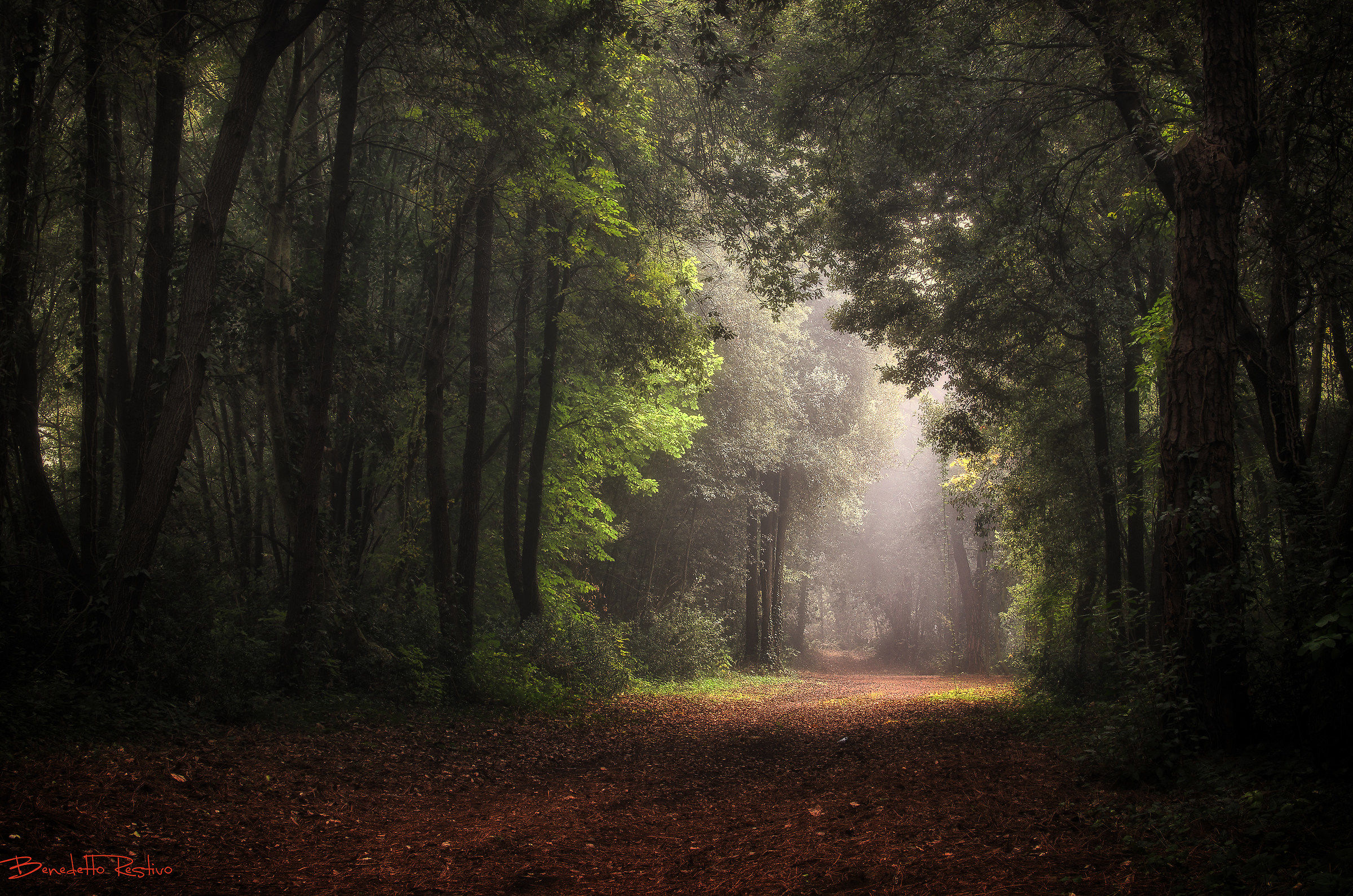 magia nel bosco.....