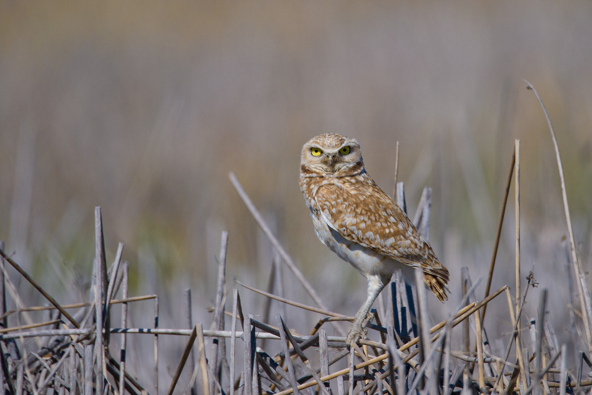 burrowing owl, Lower Klamath Preserve, North California