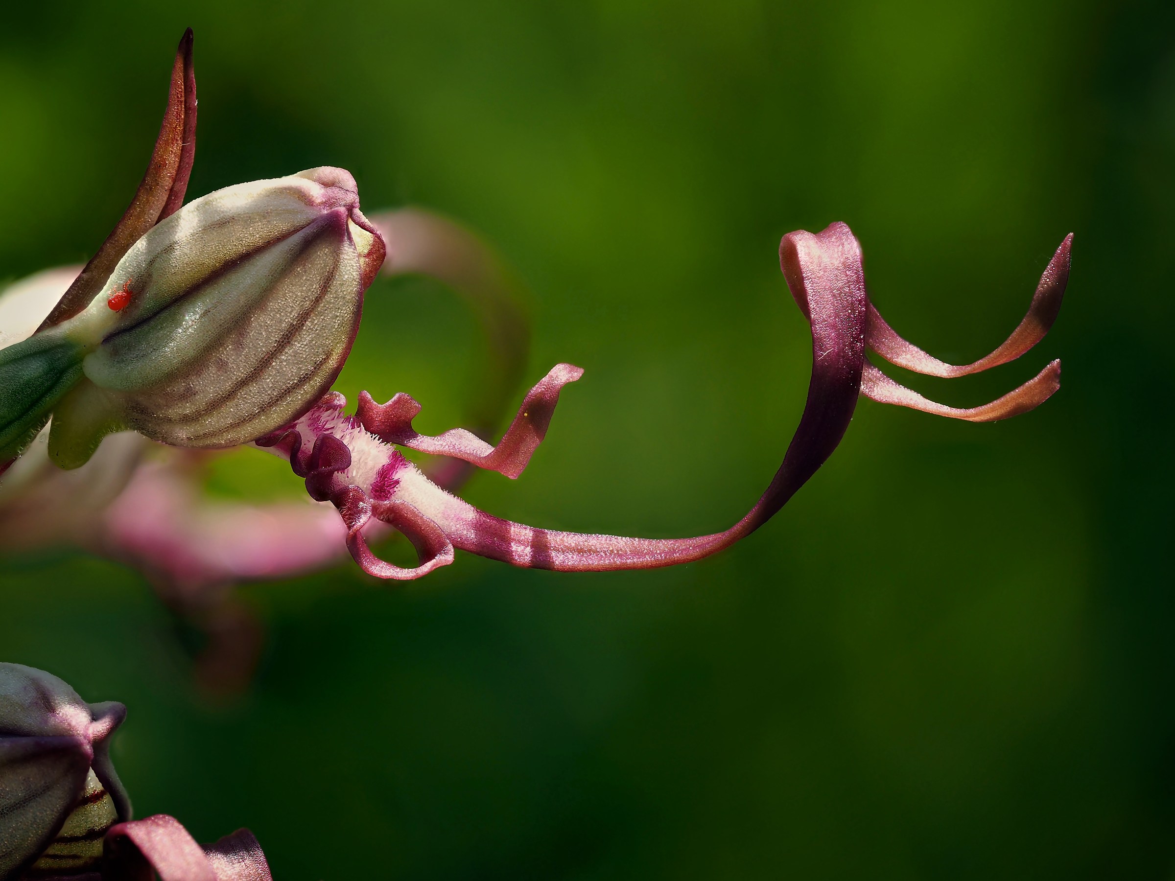 Himantoglossum Adriatic 2