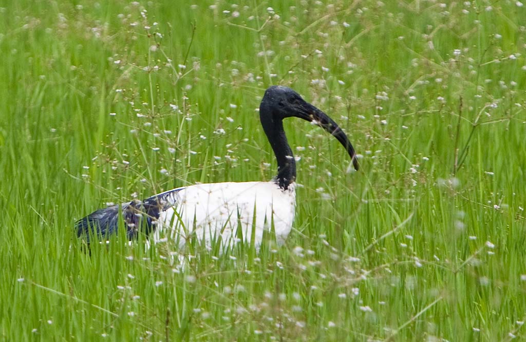 Sacred Ibis