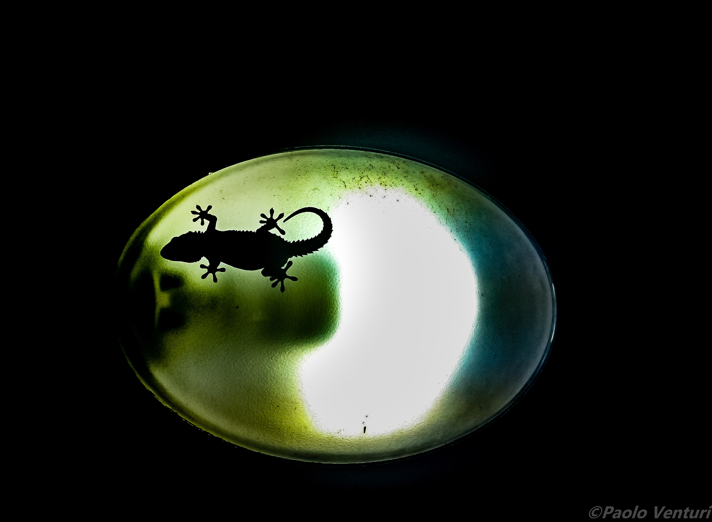 A hunt for mosquitoes