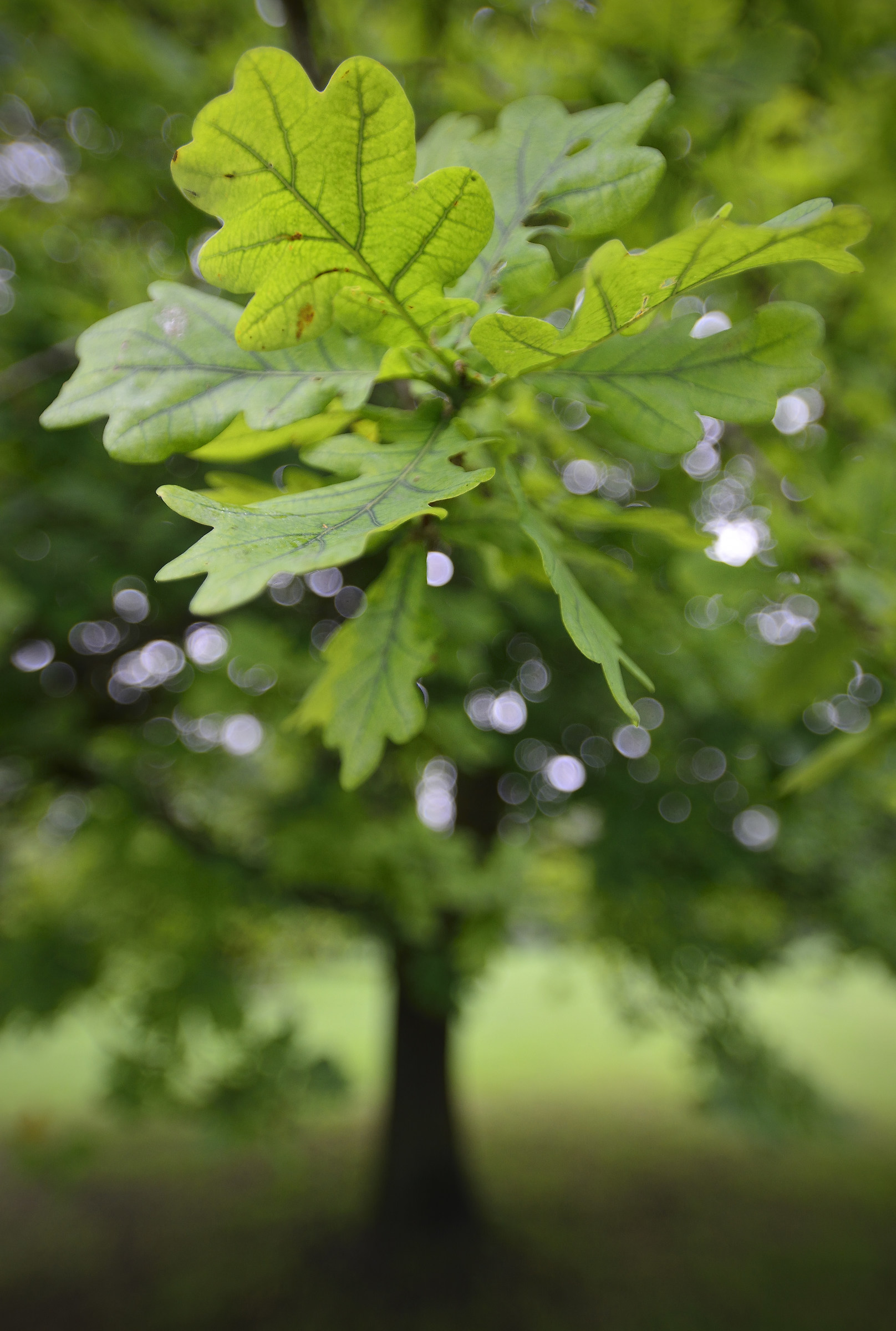 Il giovane inglese della quercia su un ottuso mattina di giu...