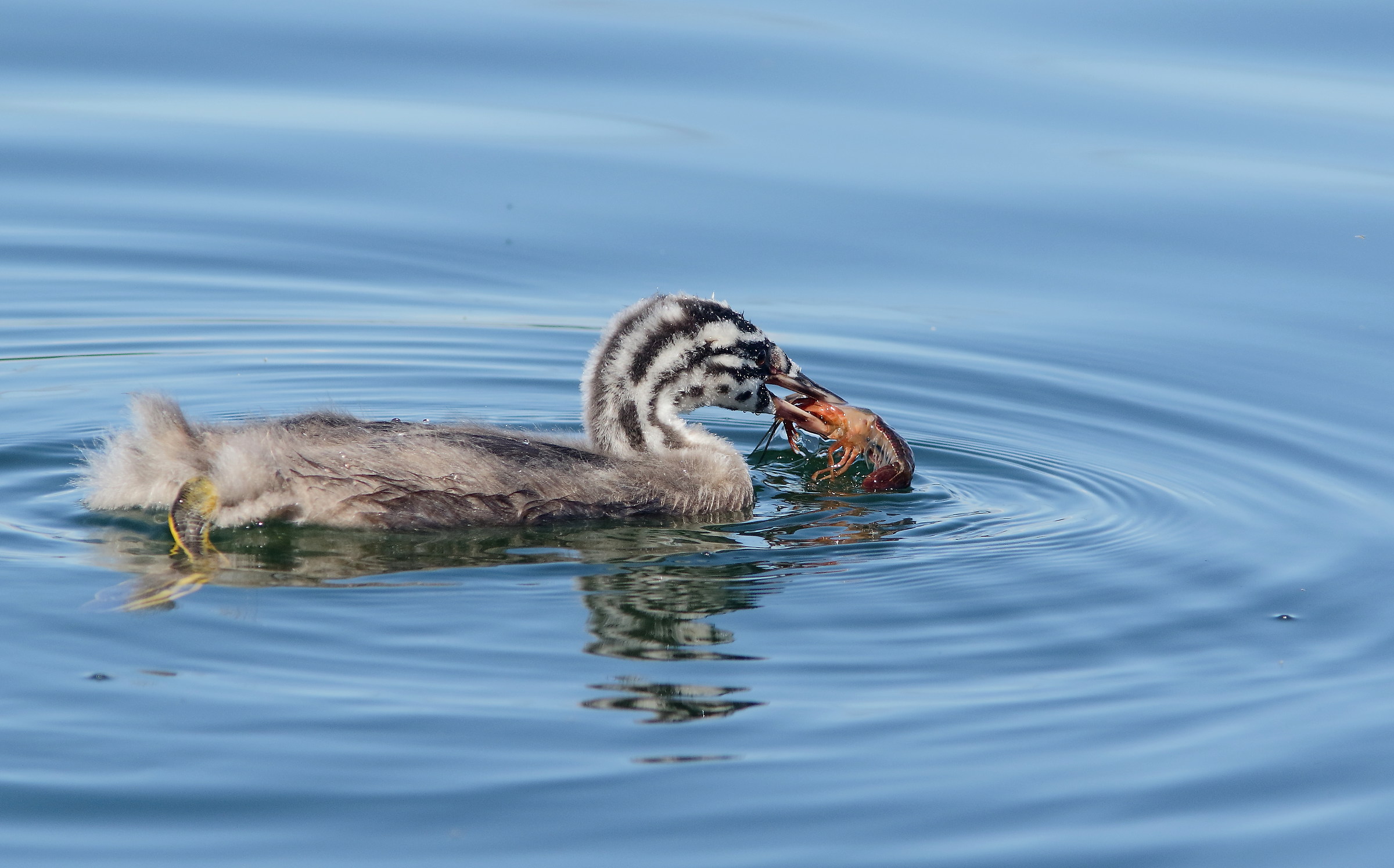 a svasso col gambero