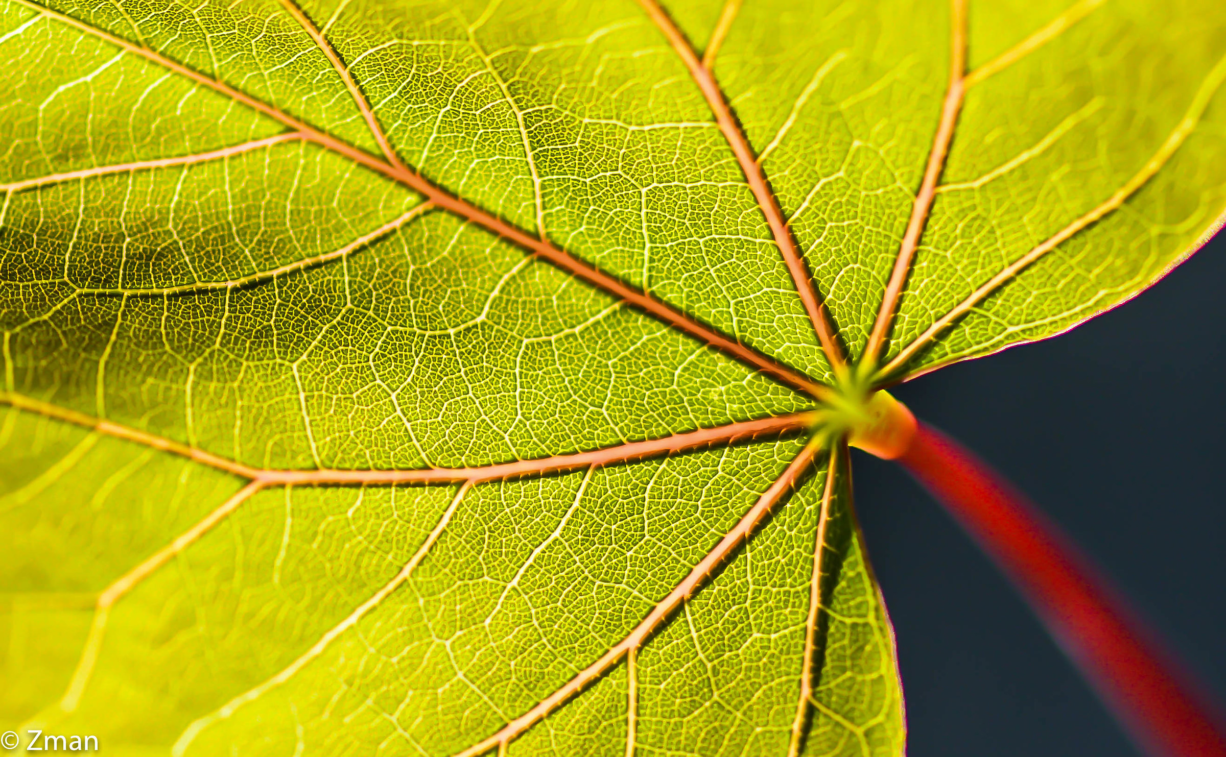 Leaf