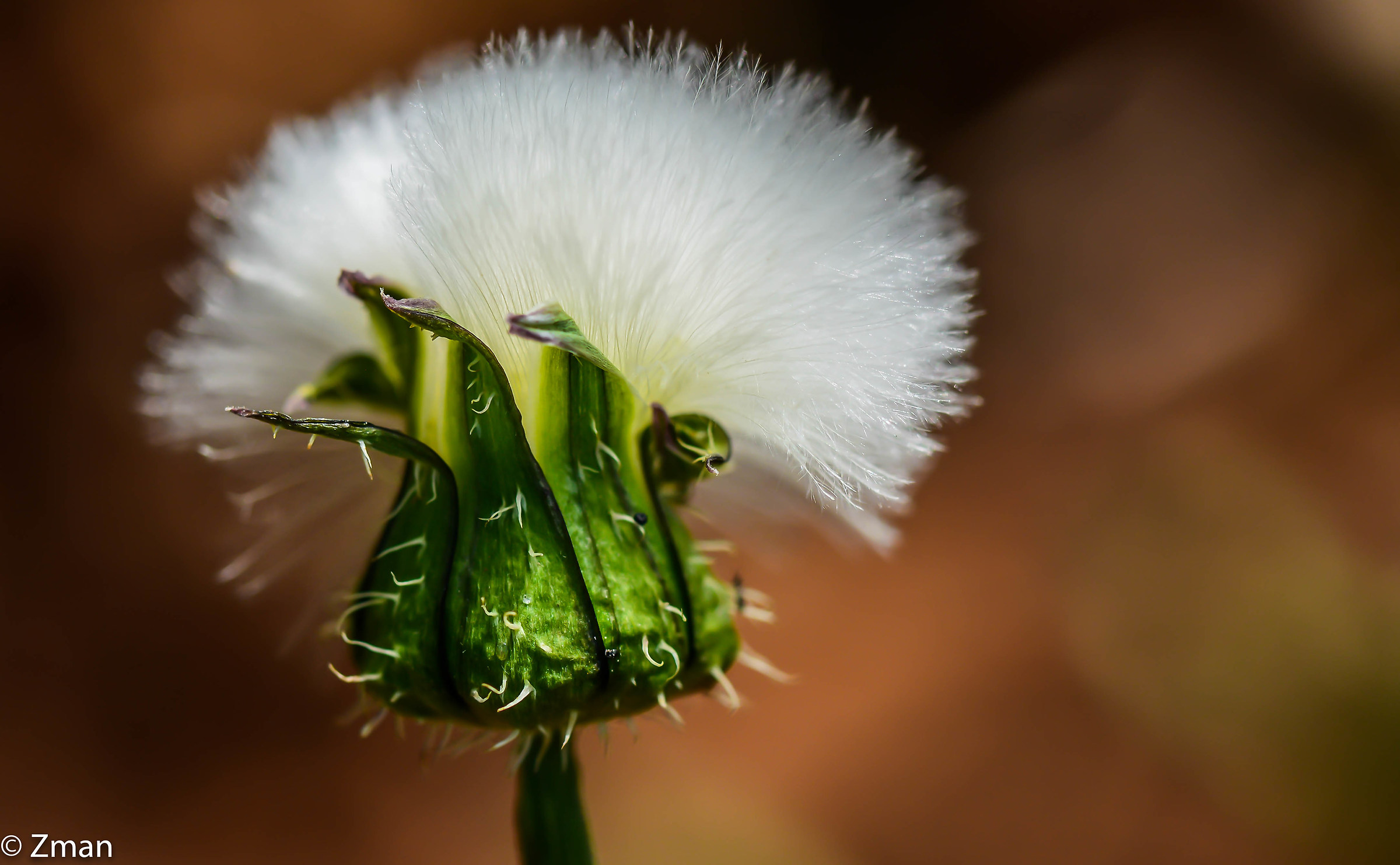 Dandelion