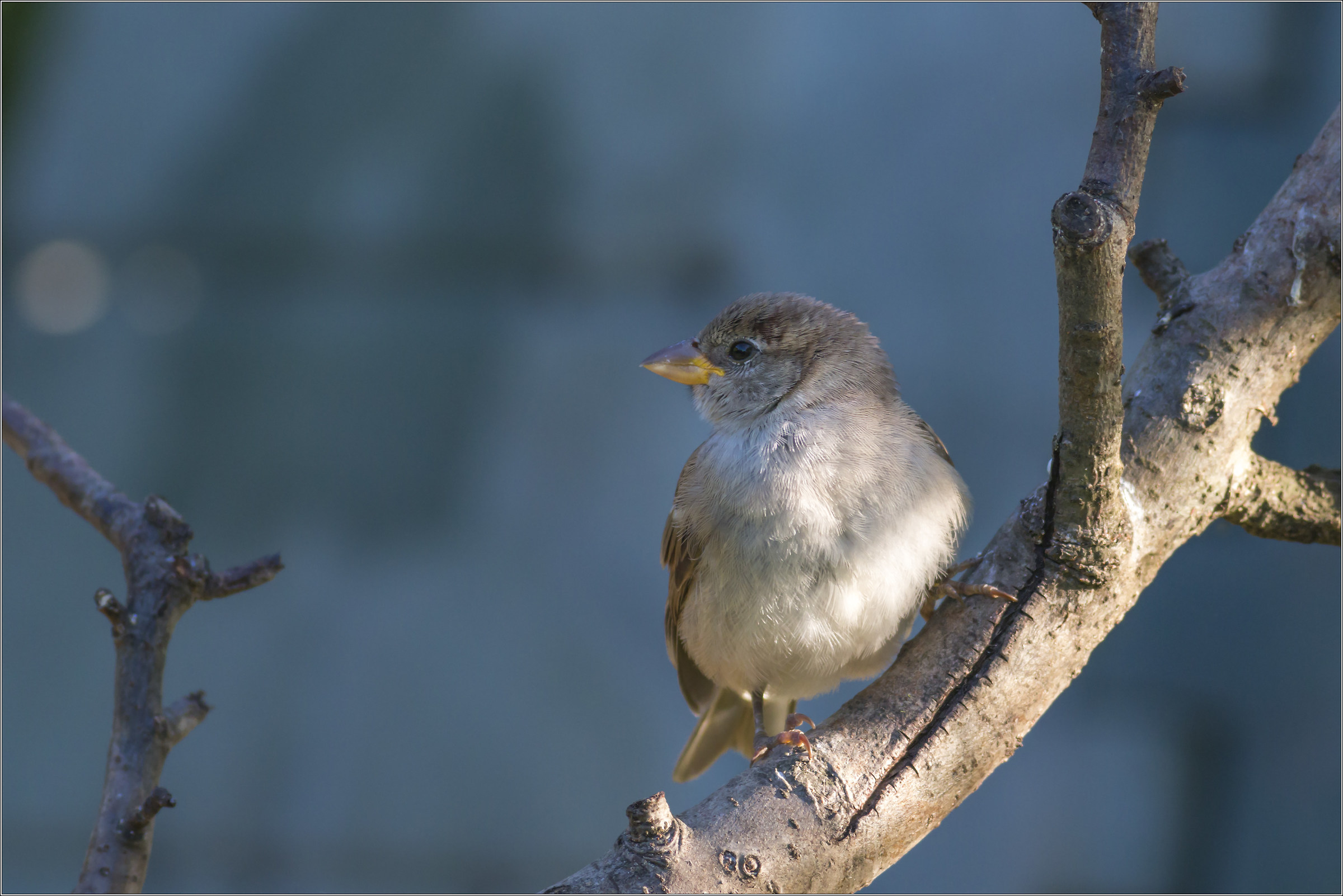 flounder in blue ...