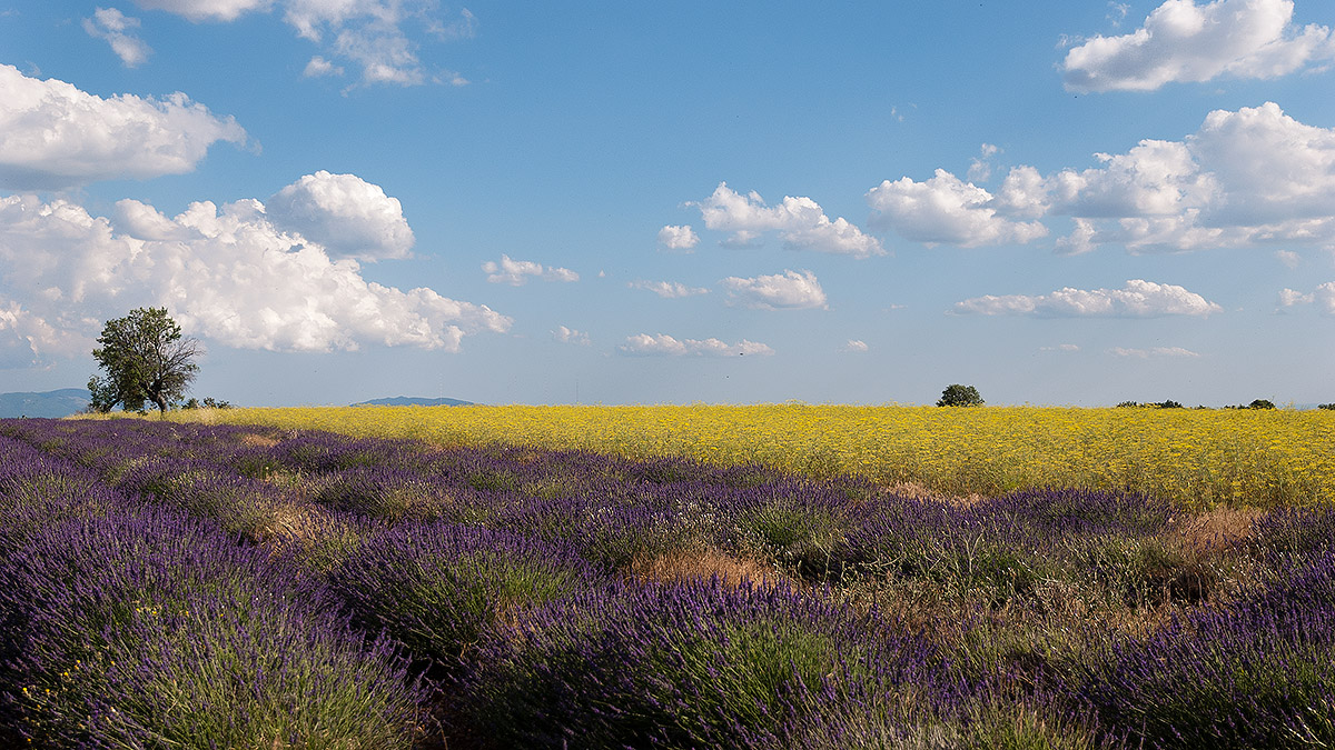 Provence