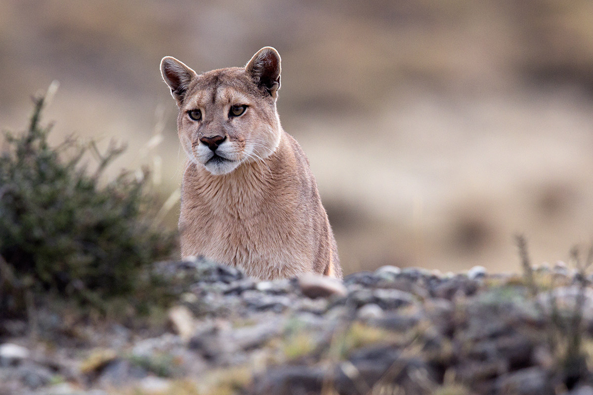 Puma, Torres del Paine NP