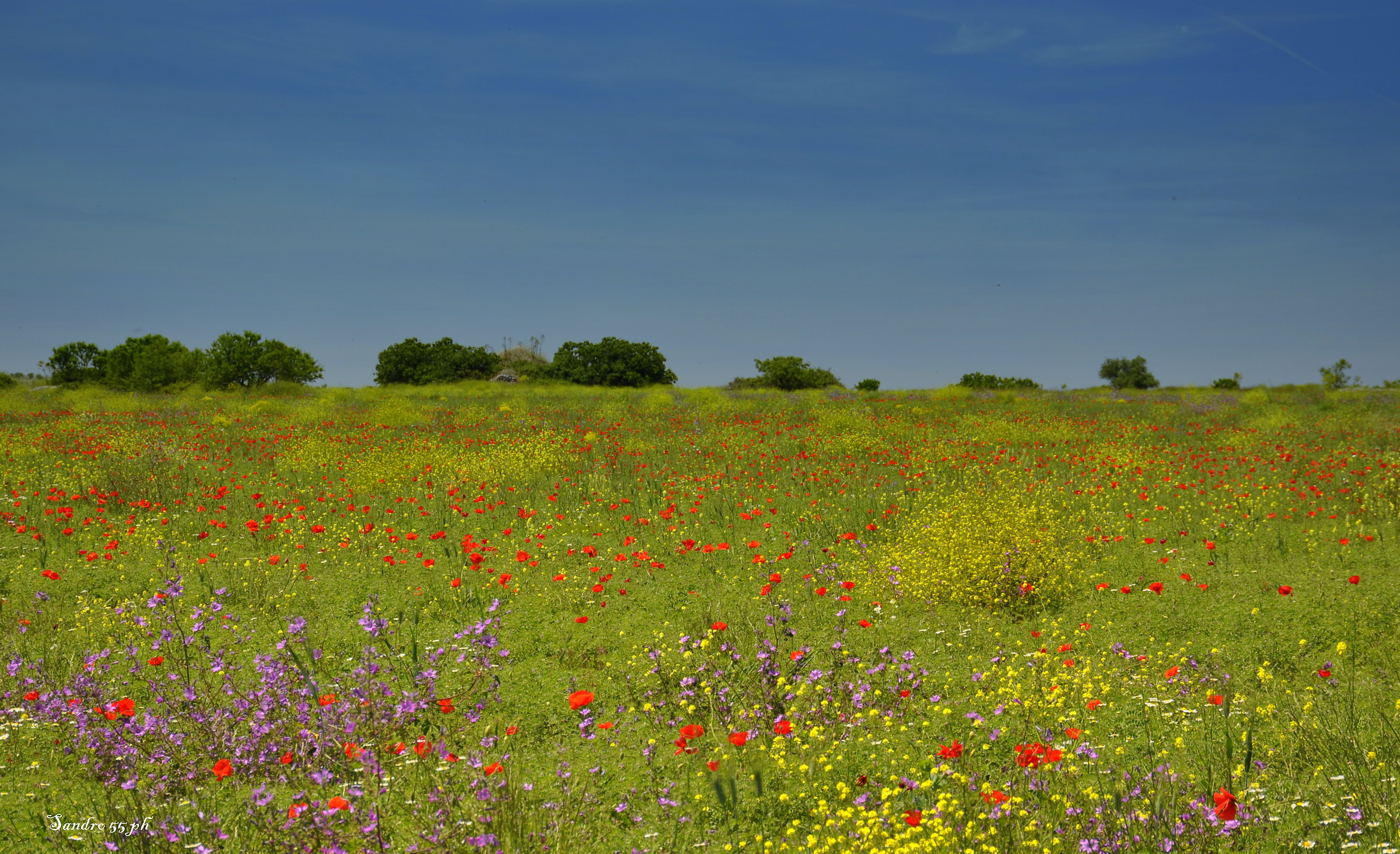 Fioritura sulle Murgie