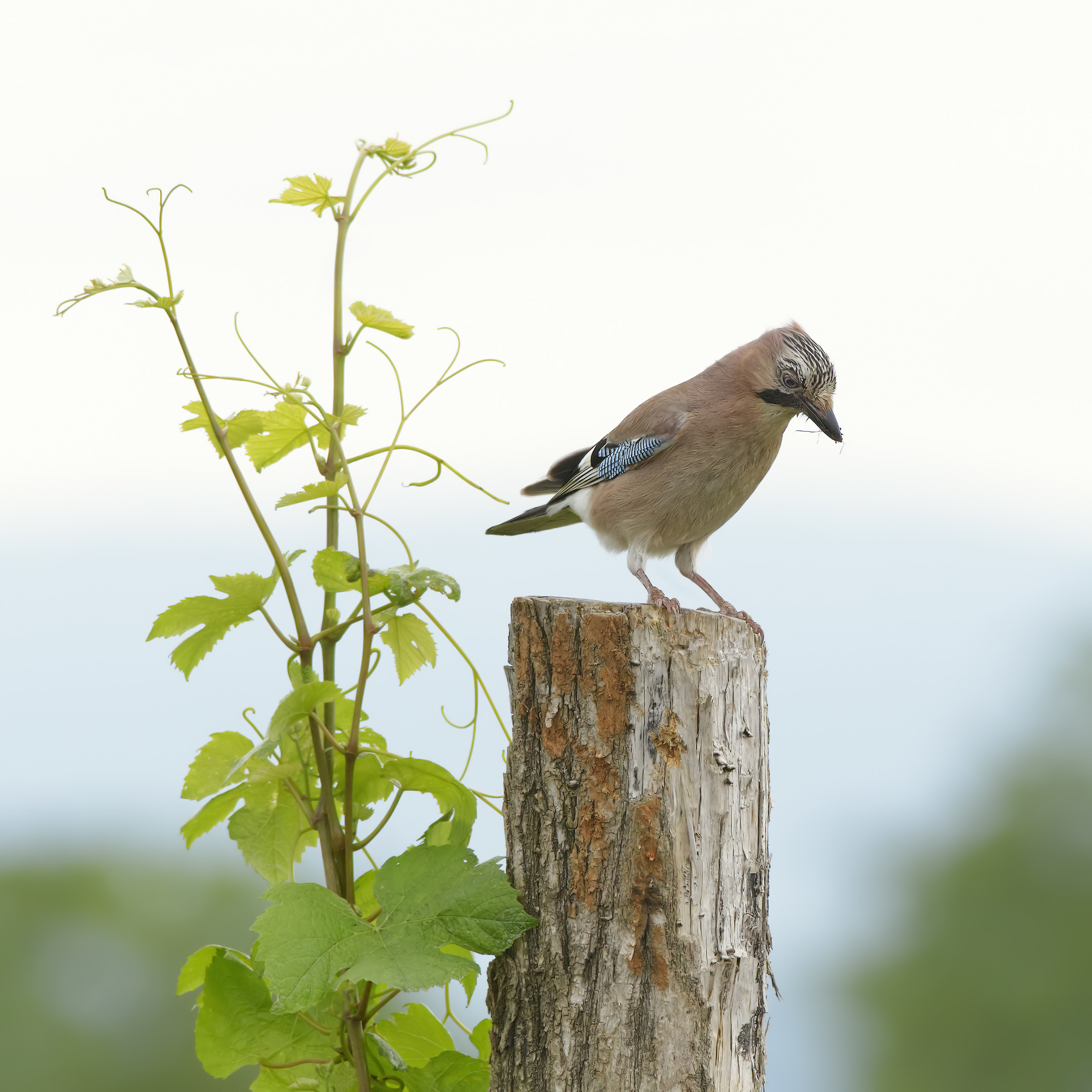 I do, I throw or not throw me?
