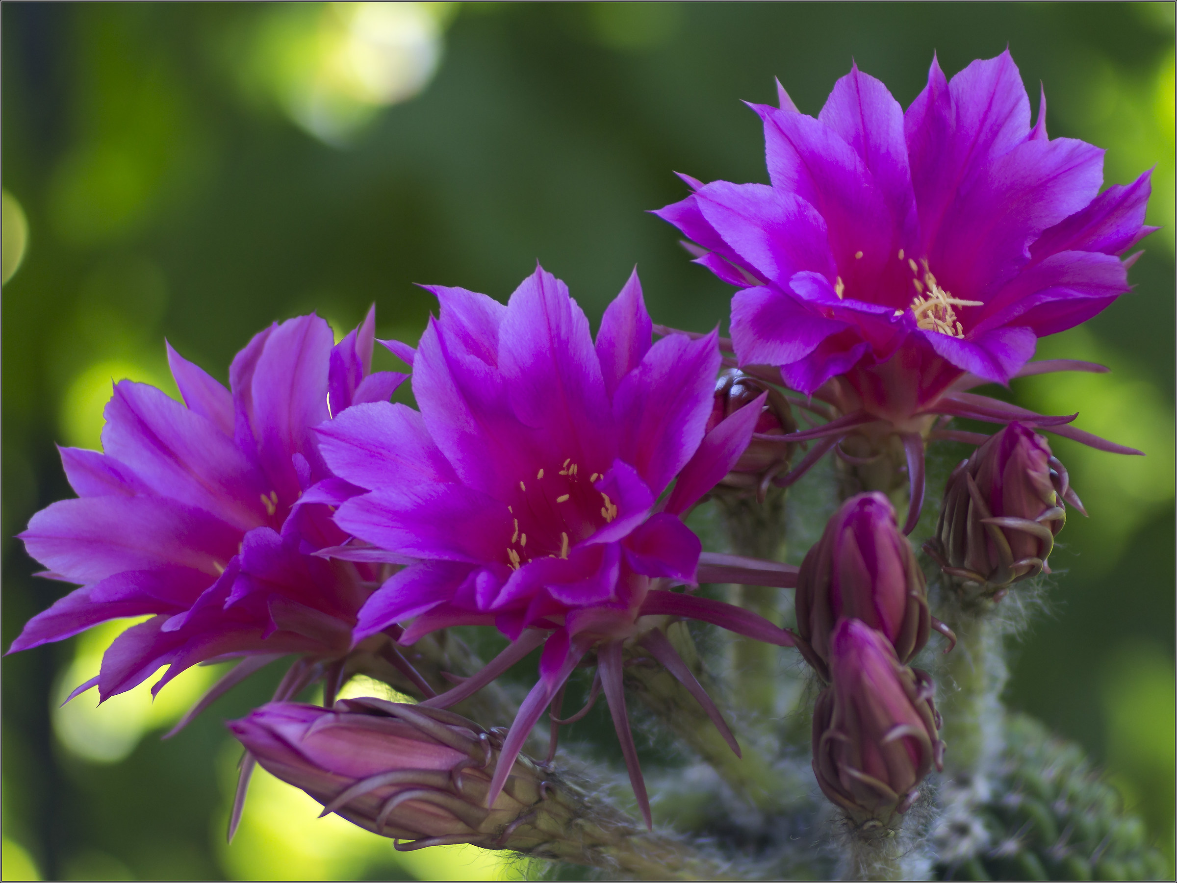 fiori di cactus