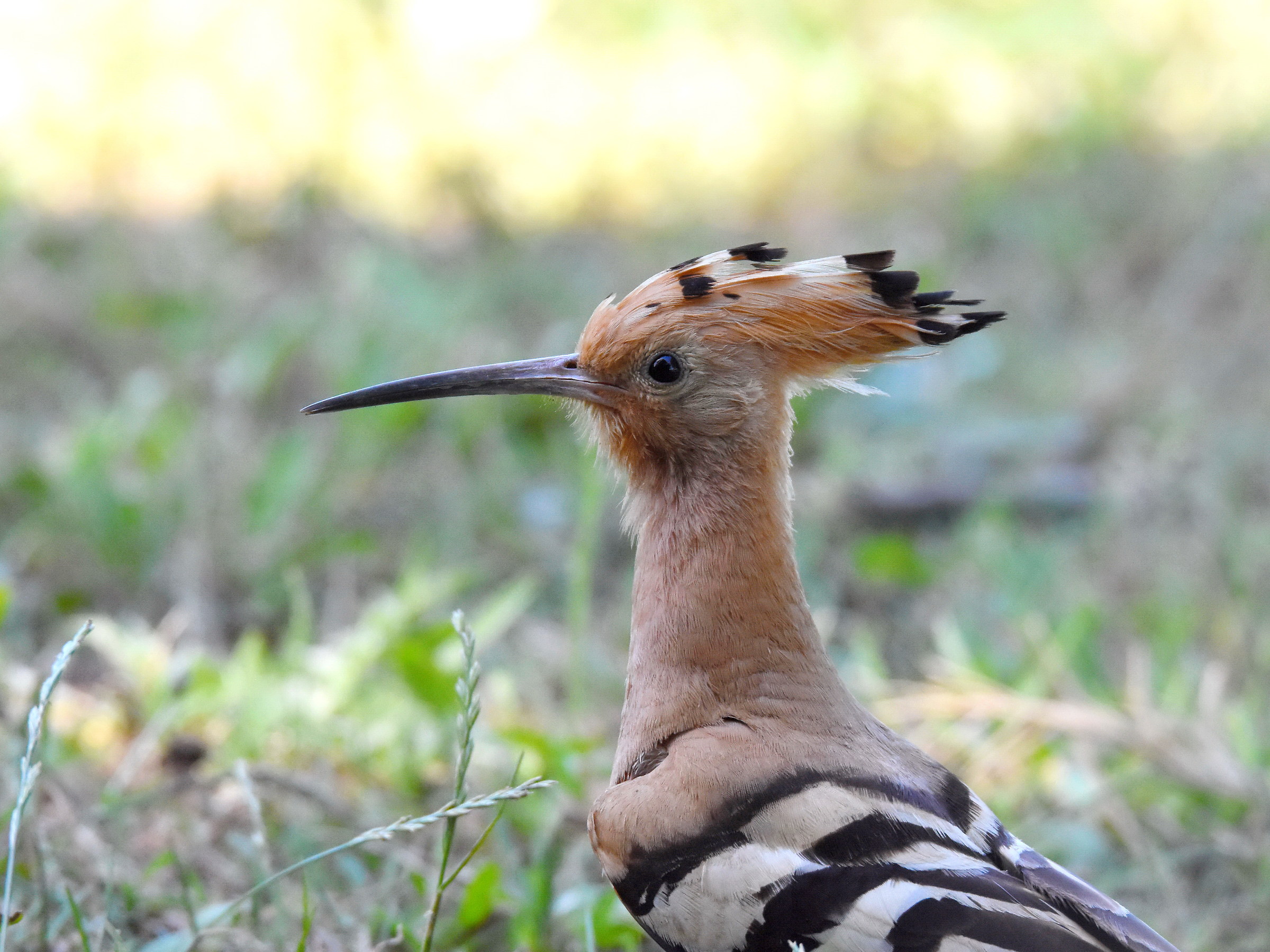 Portrait of Hoopoe