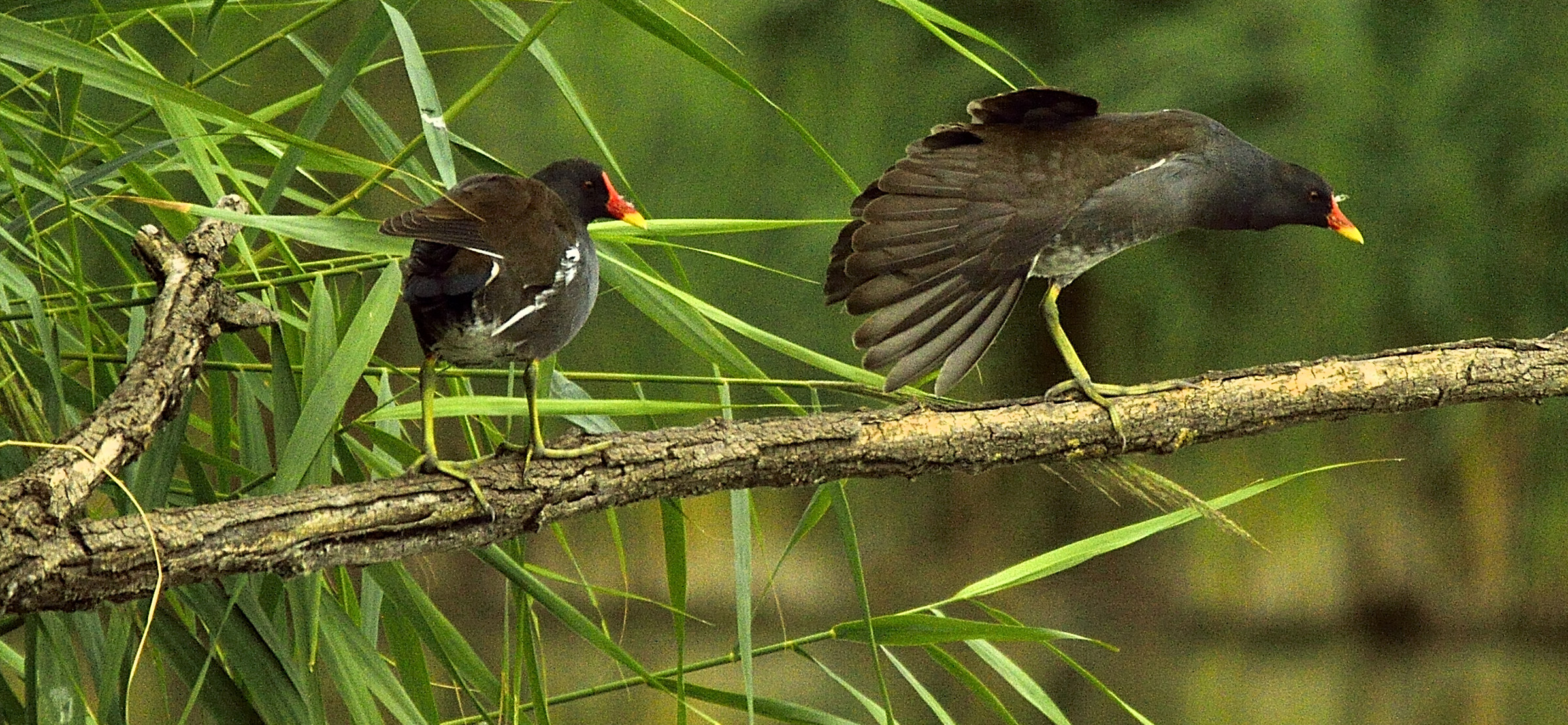 moorhens Equilibriste