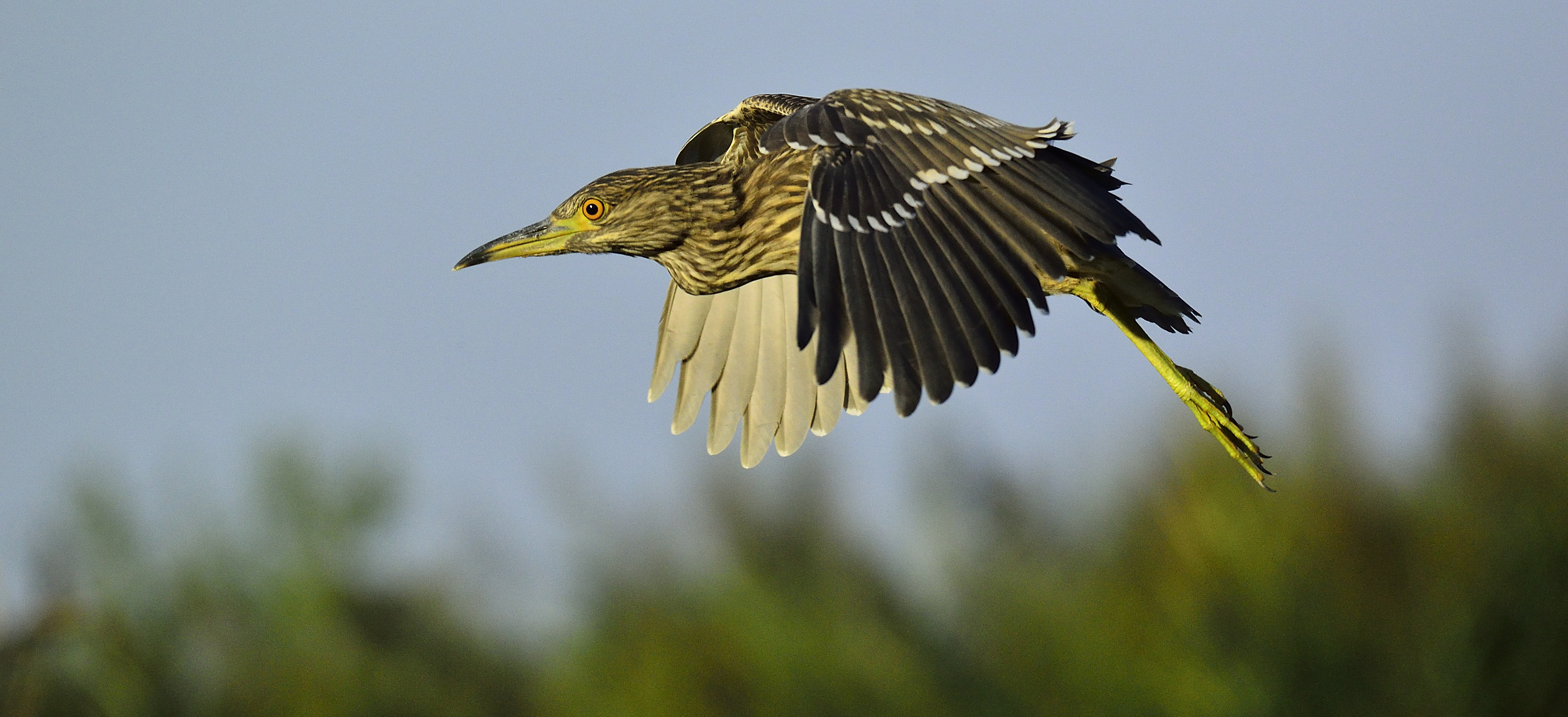Bittern