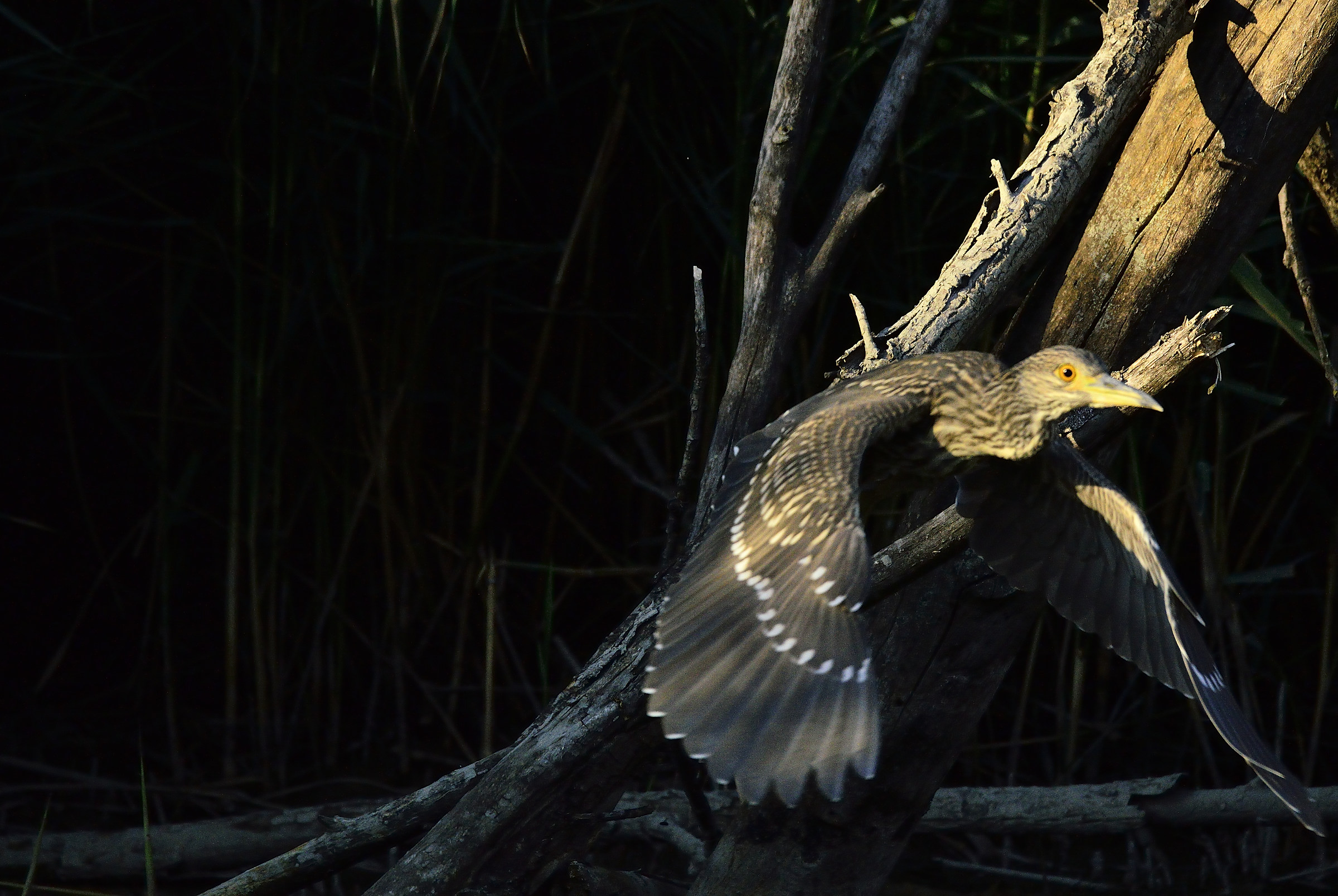 Takeoff from darkness