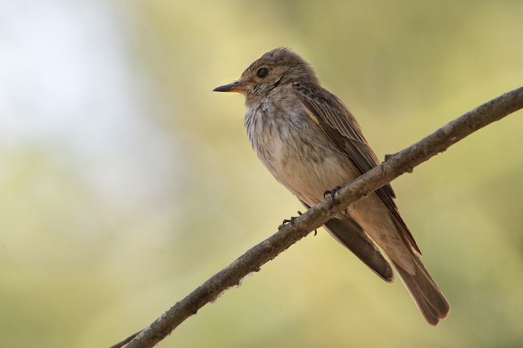 flycatcher